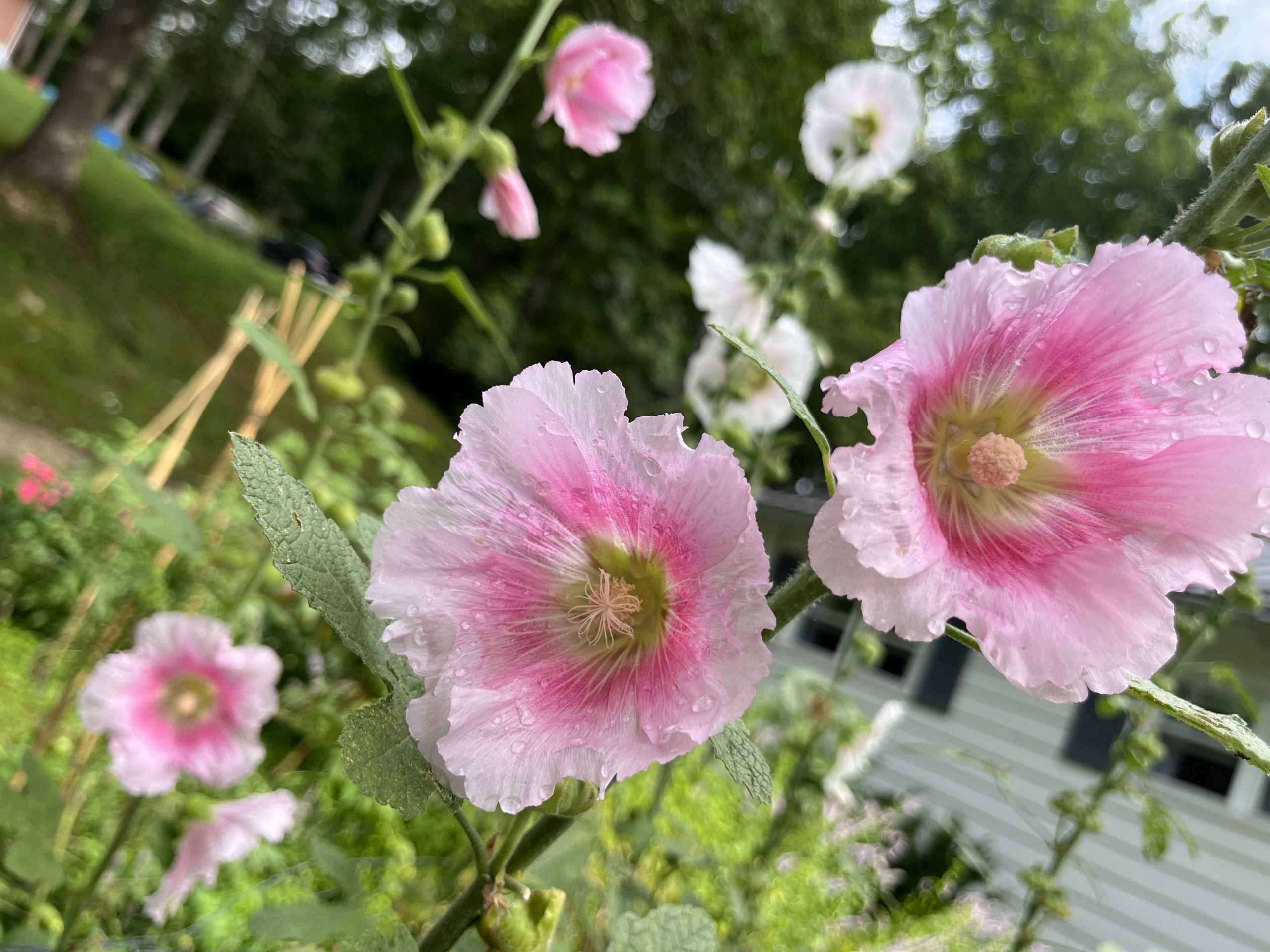 Hollyhock seed