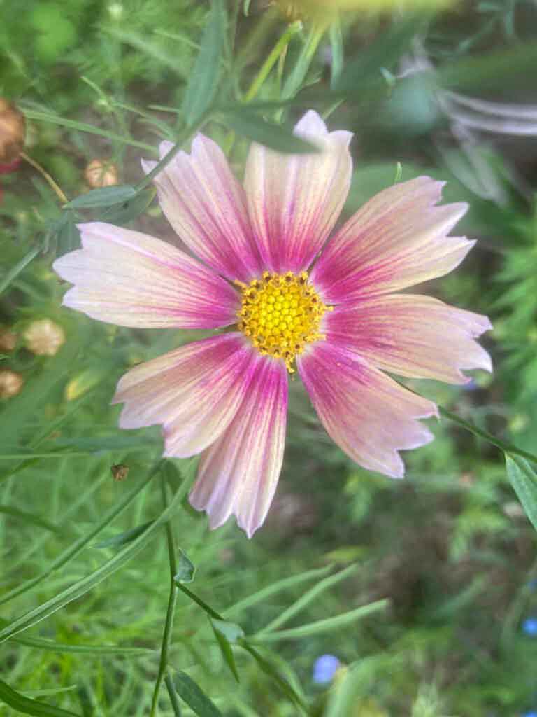 Apricot lemonade cosmos