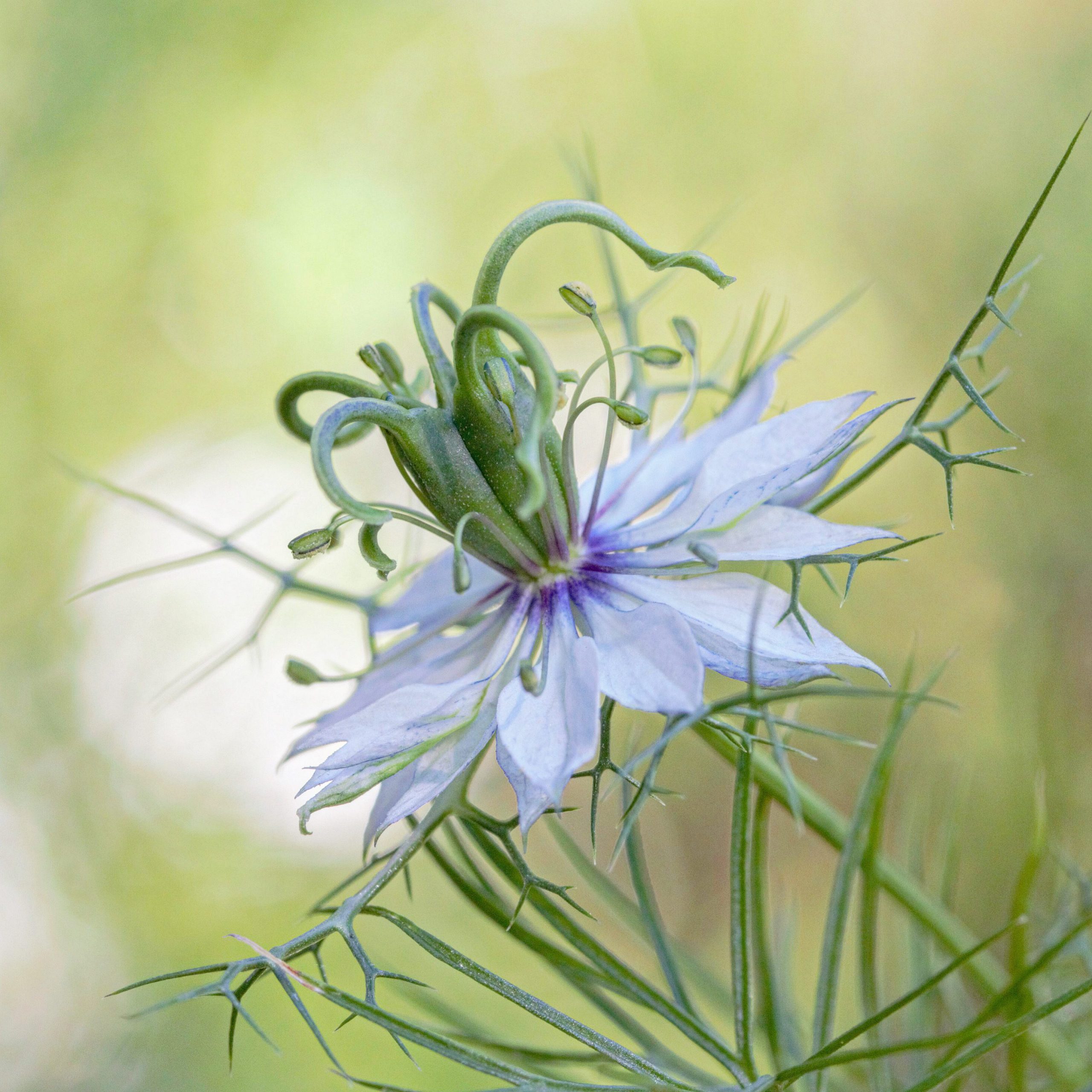 First time planting Love-in-a-mist seeds!