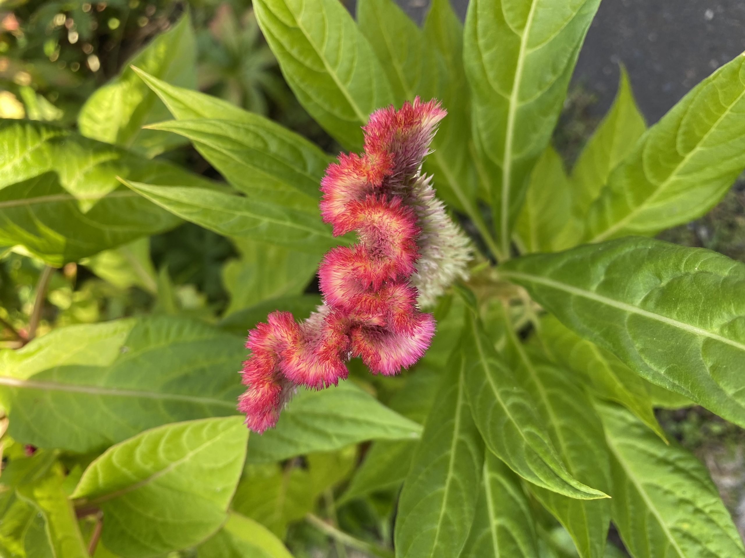 Celosia