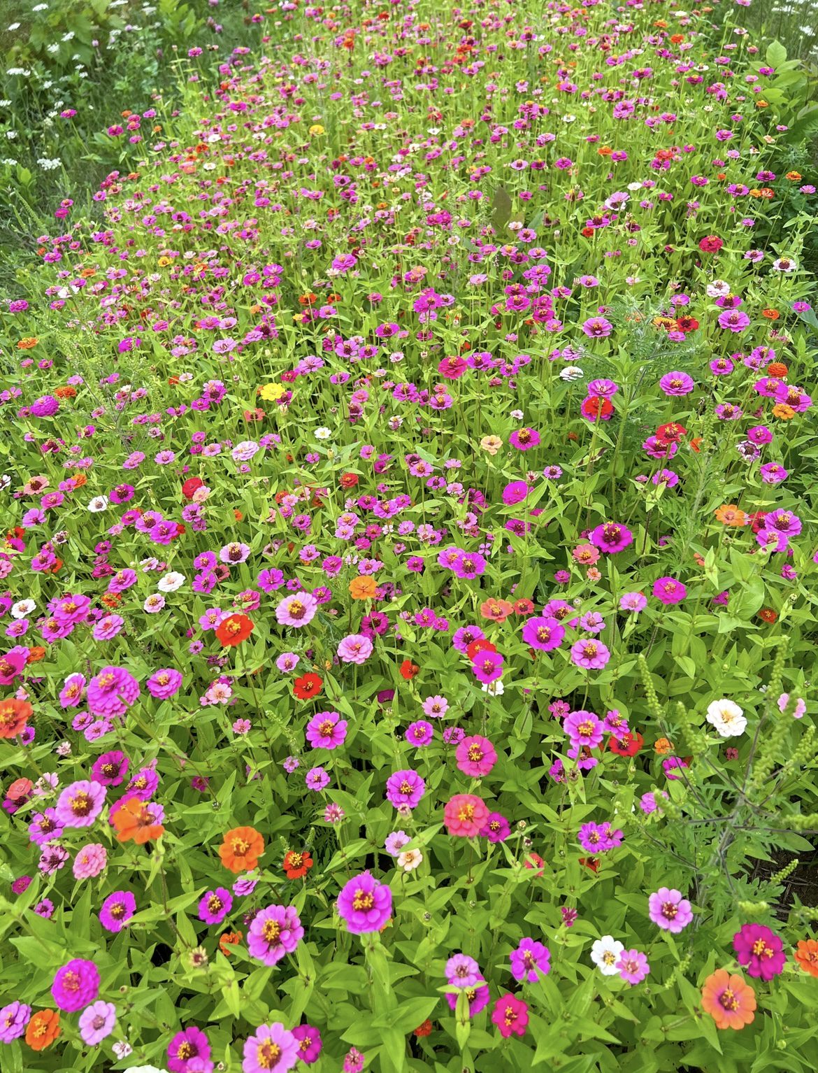 Row of Zinnias