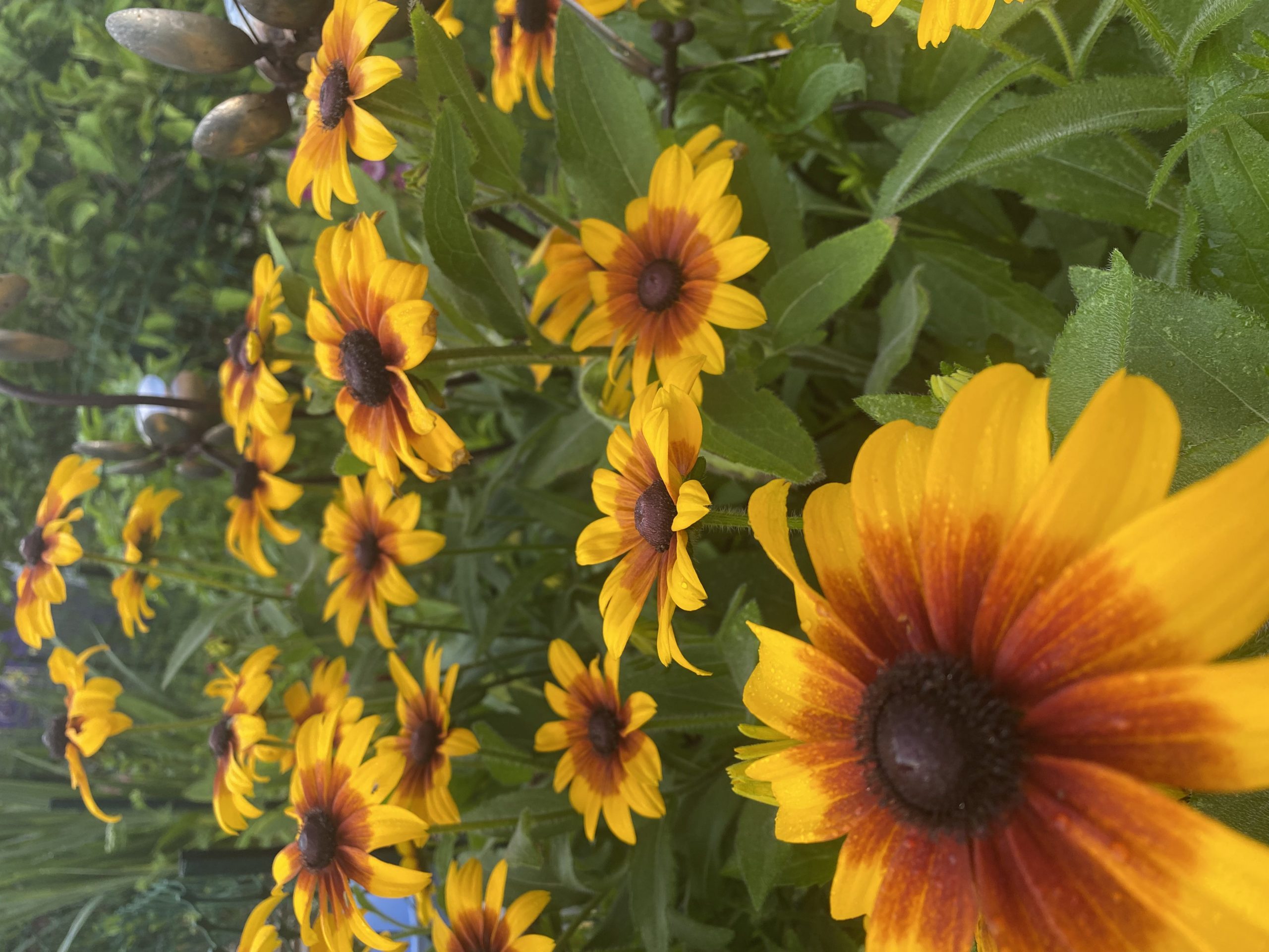 My garden rudbeckia