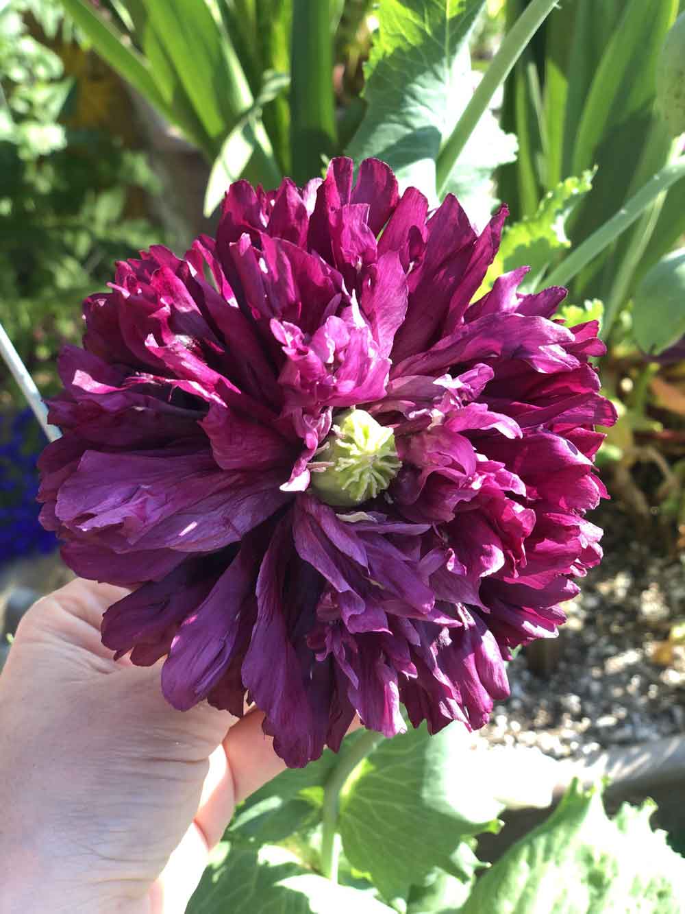 Front porch poppy