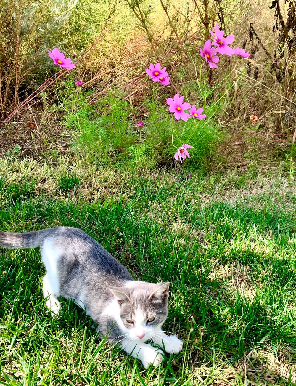 Pretty in Pink Wild Cosmos