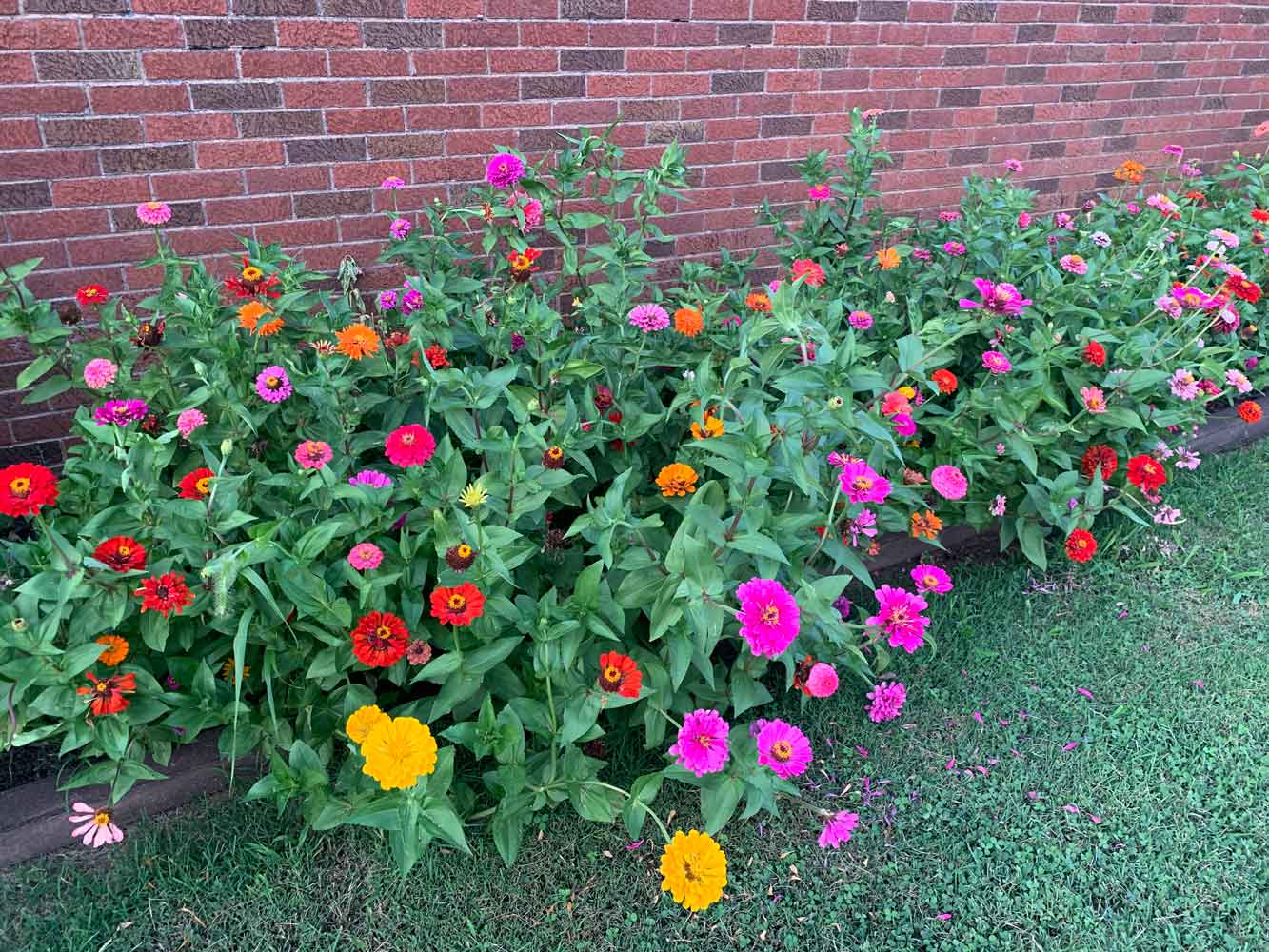 My Zinnia Garden