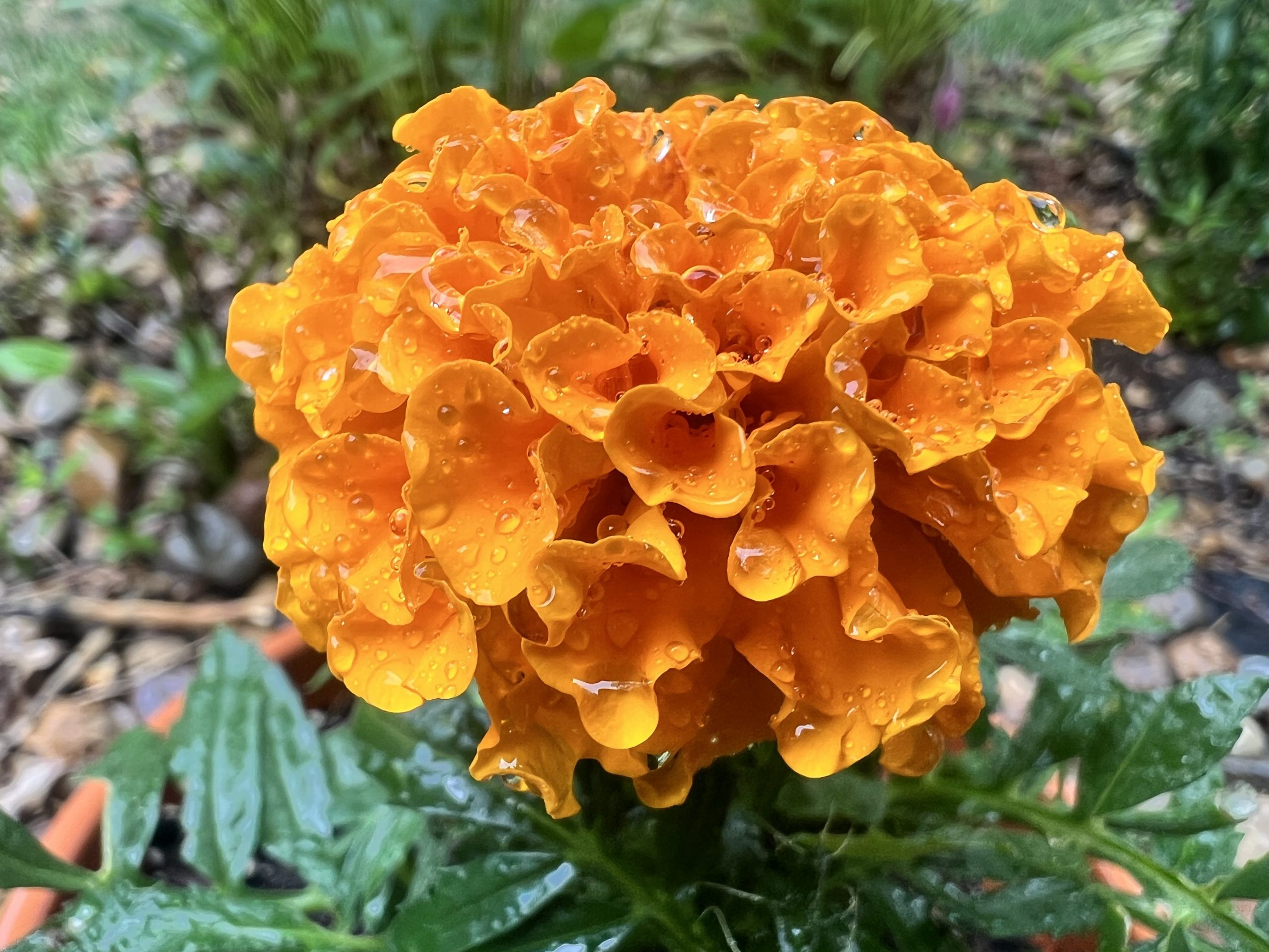 Marigold Morning