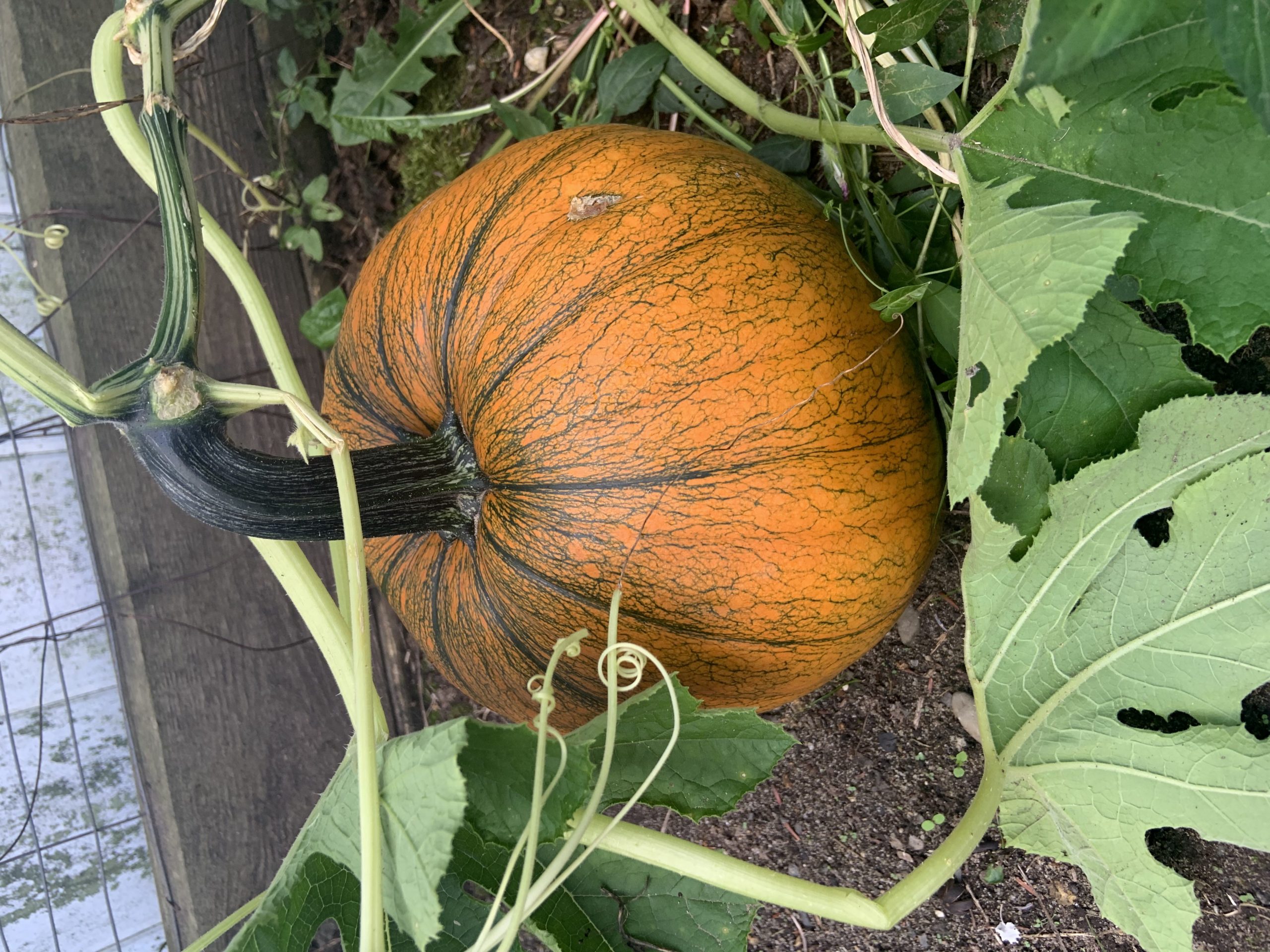 Charming Lone Pumpkin