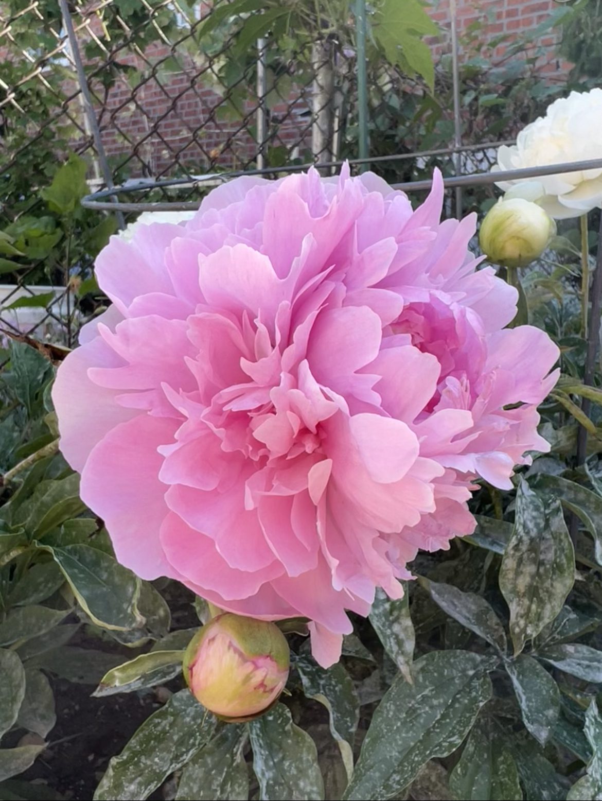 Peony