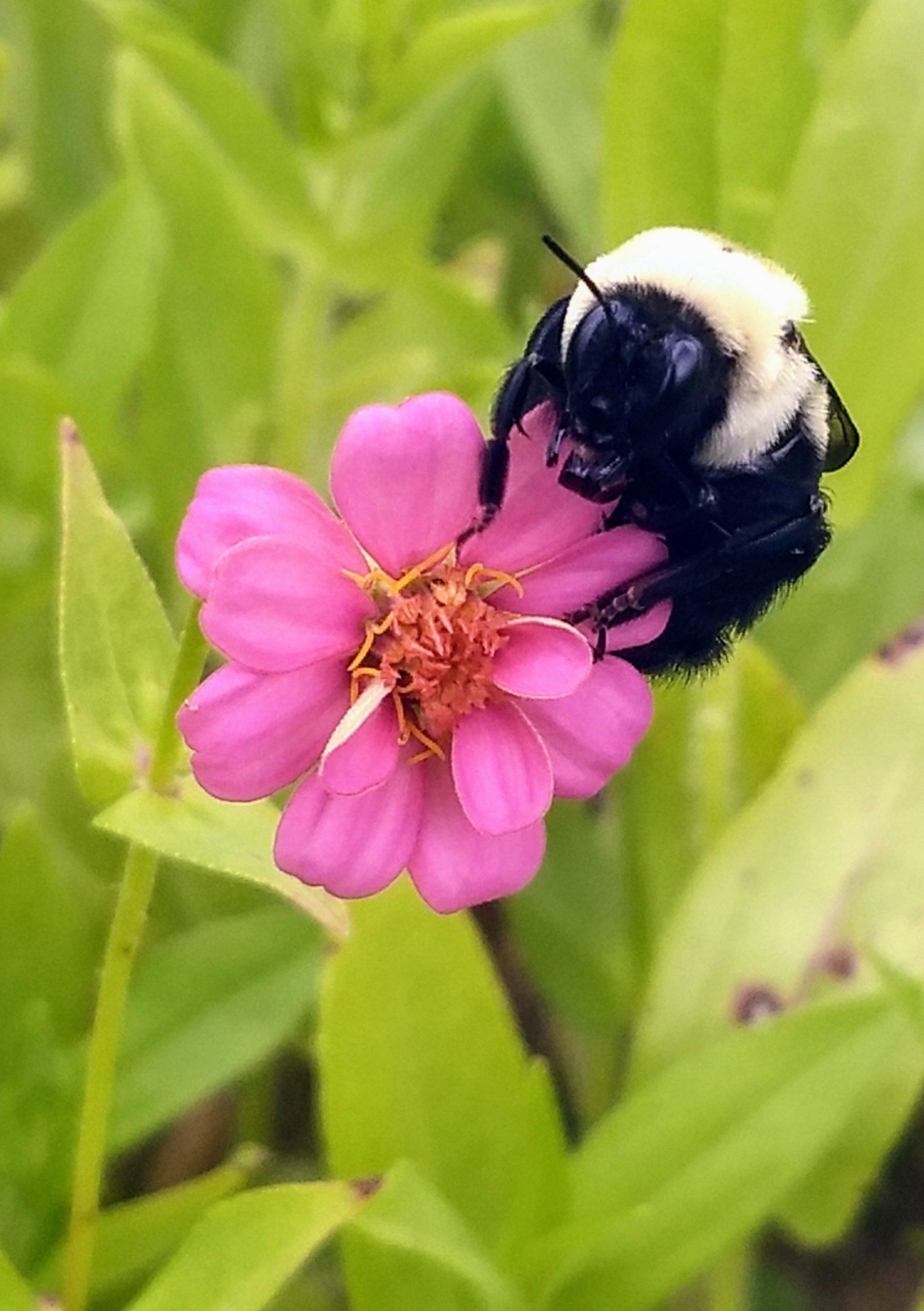 Bee on Zinnia