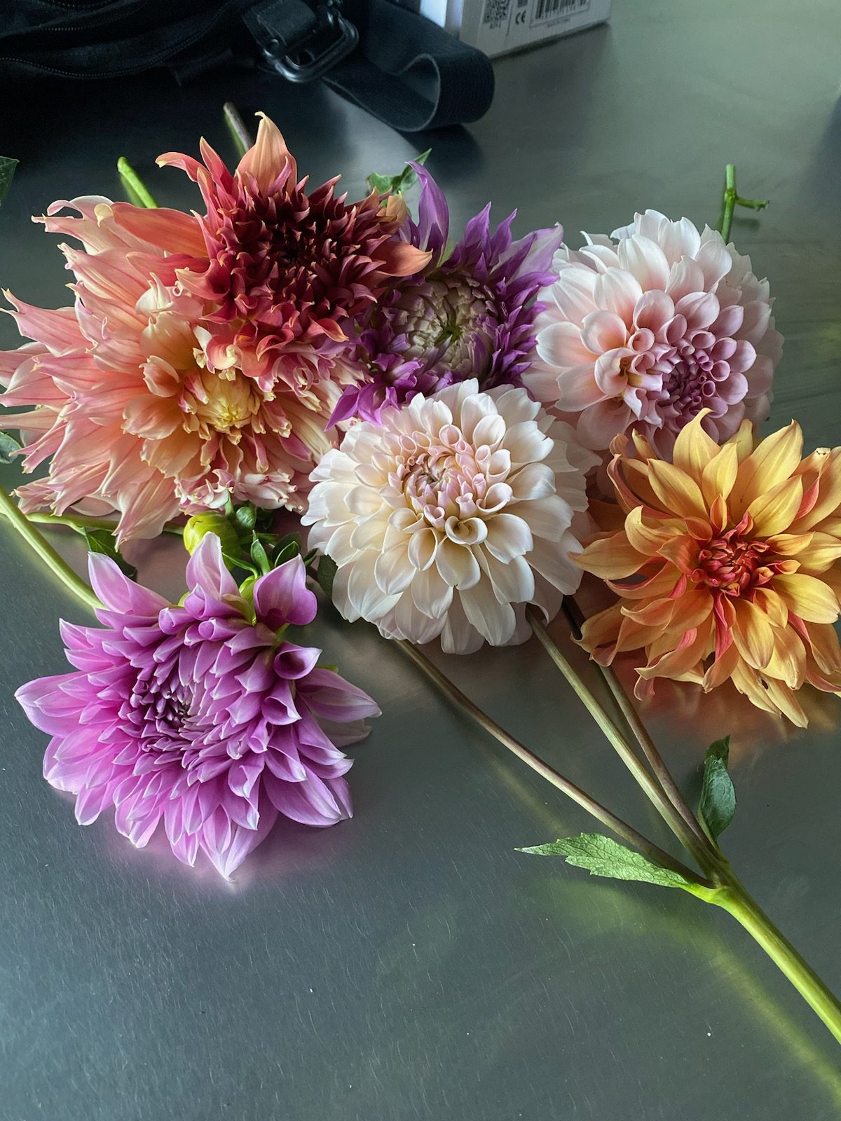 First Dahlias I Ever Grew!