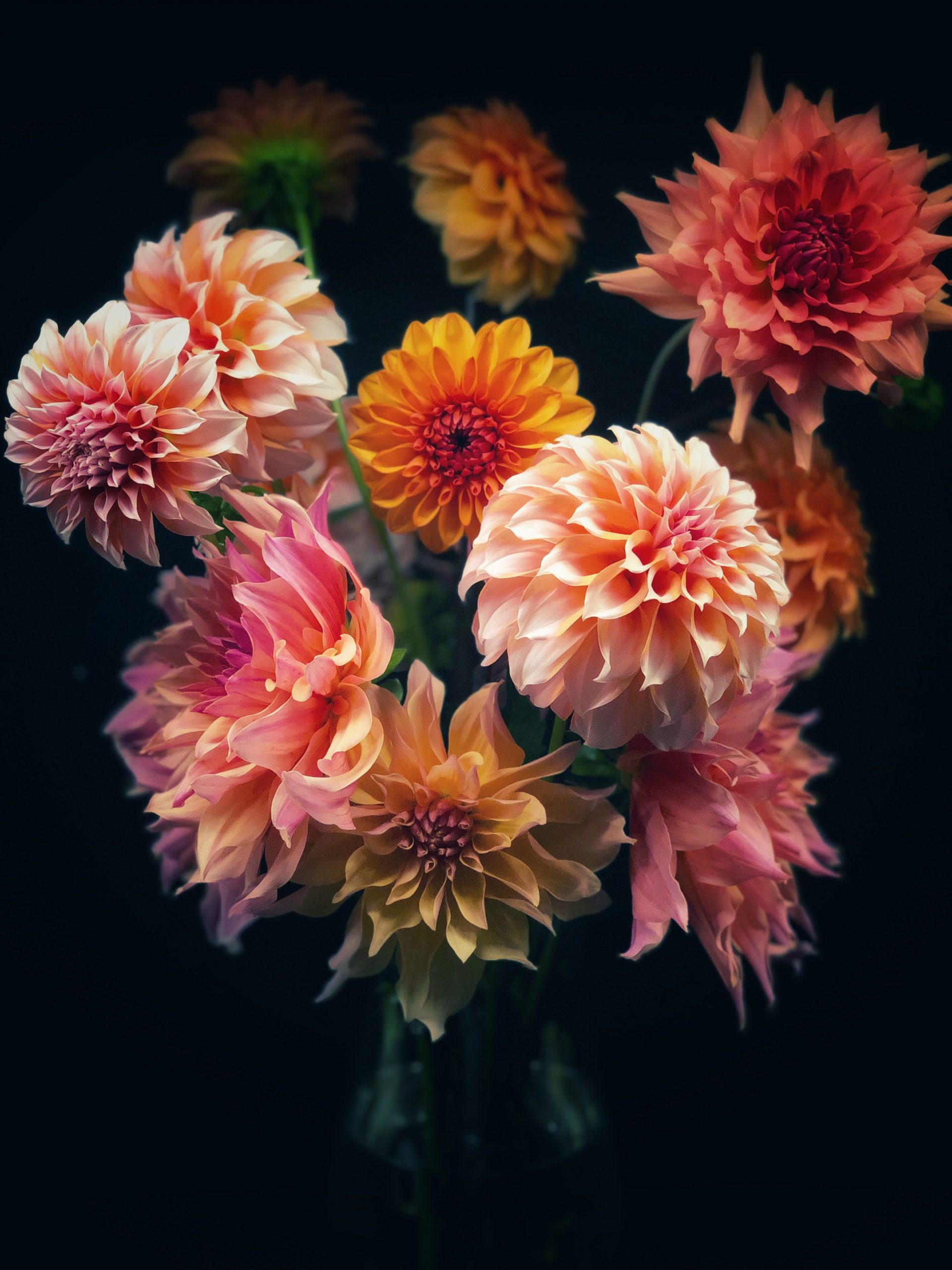 Dahlias