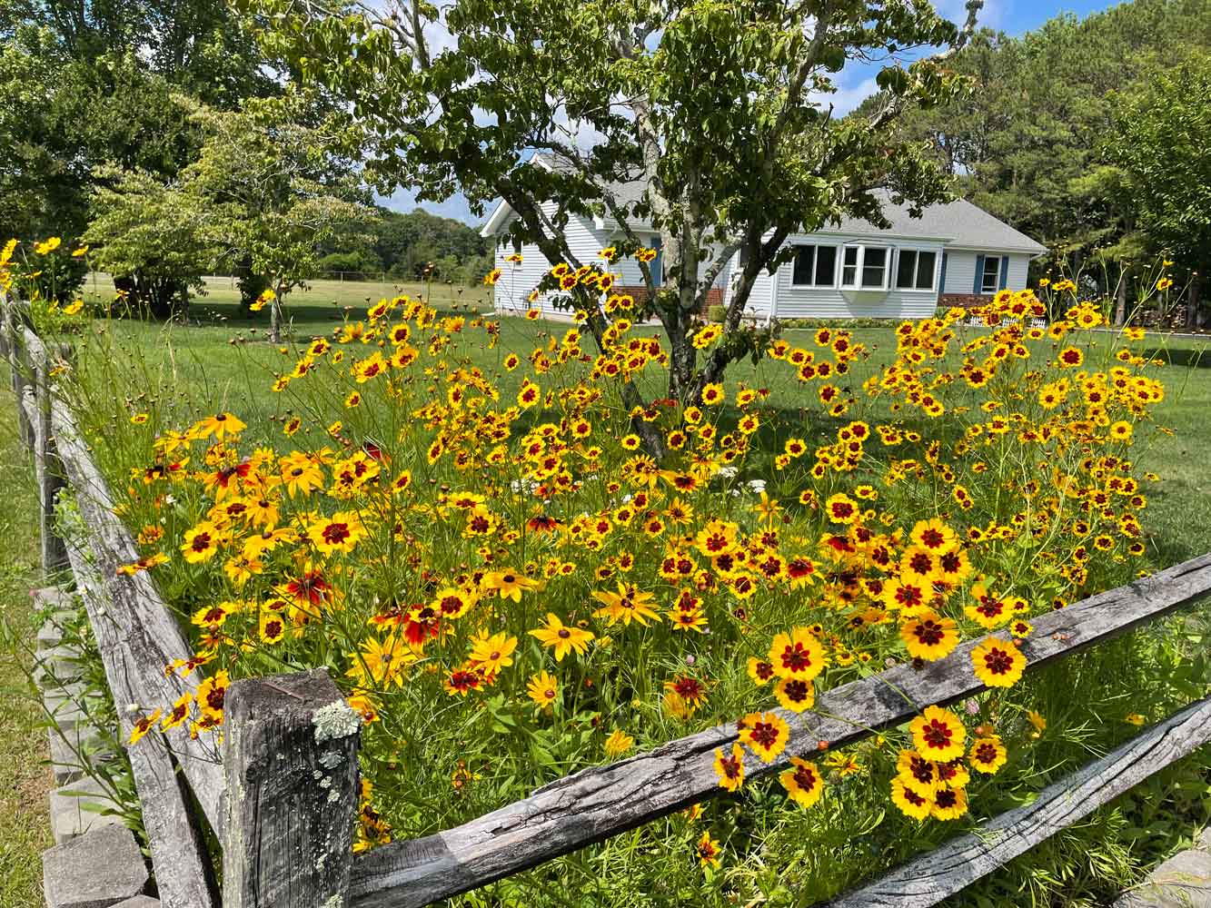 My wildflower garden