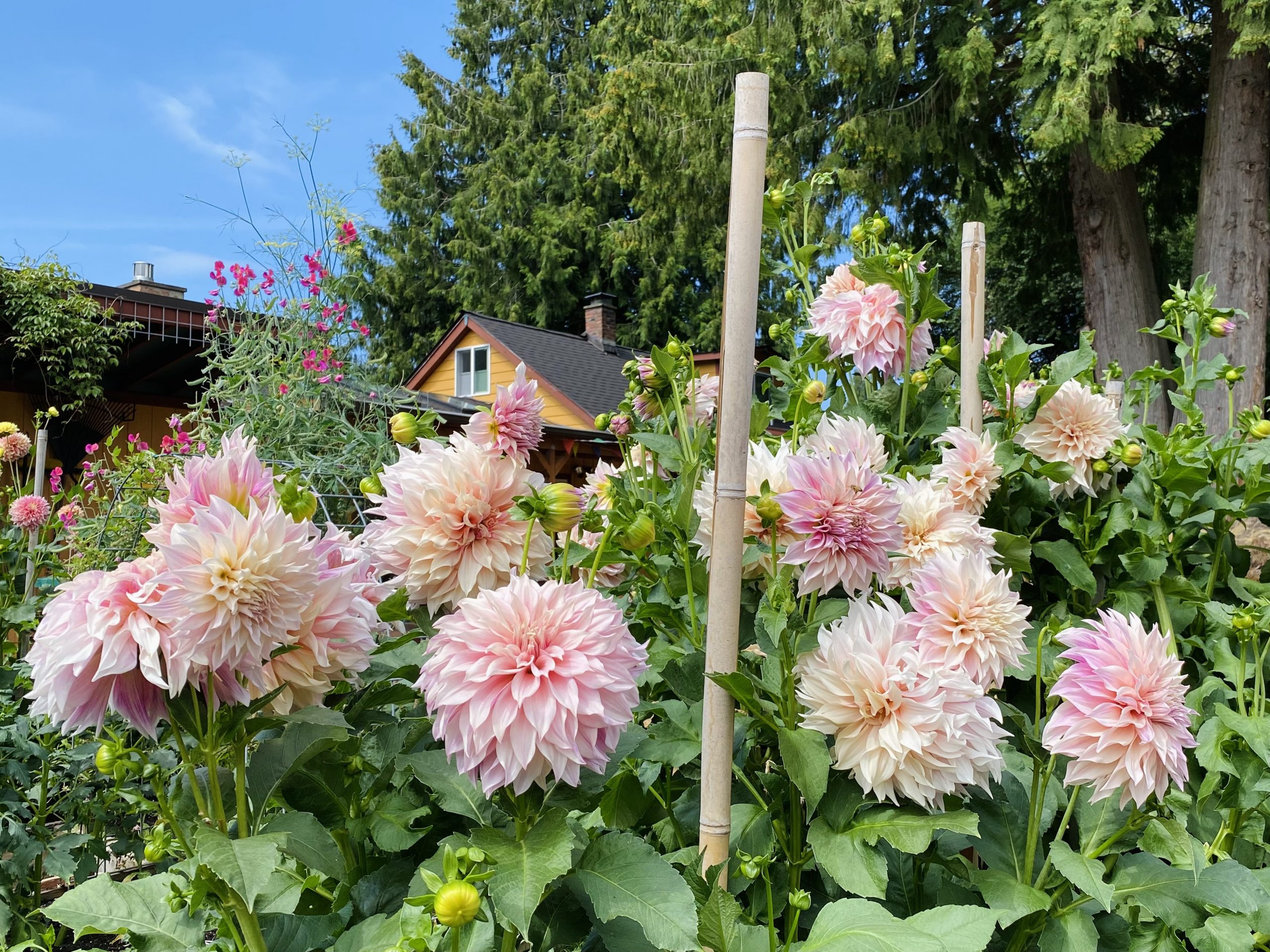 Dahlia Joy!