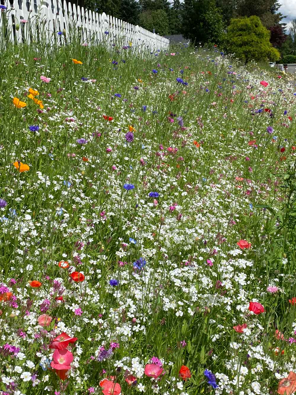 My Wildflower Meadow