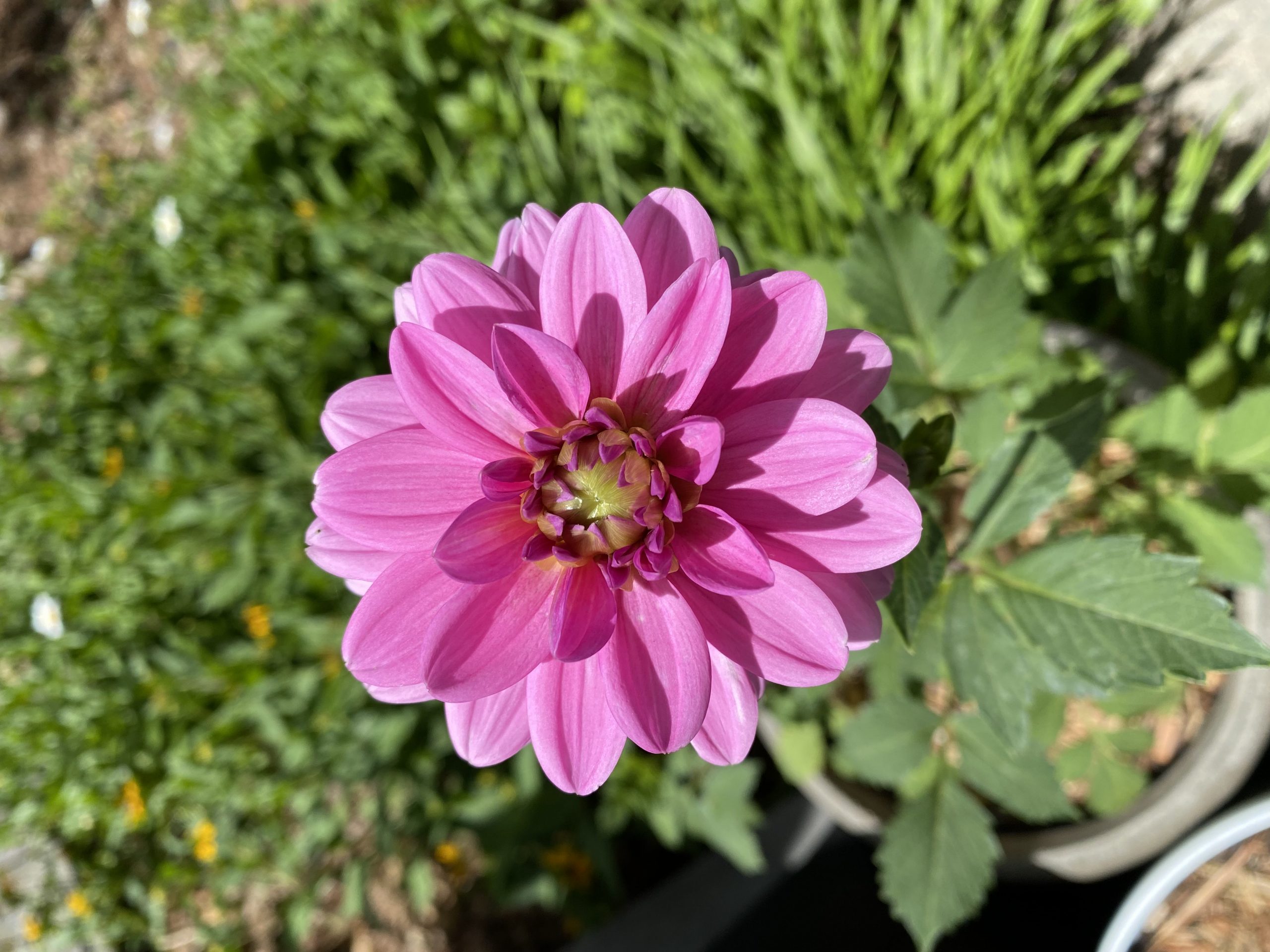 My very first dahlia!