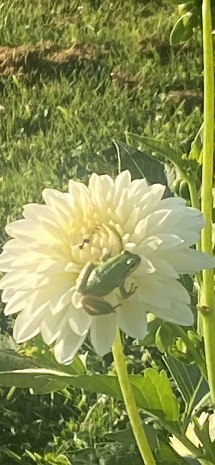 My backyard visitor