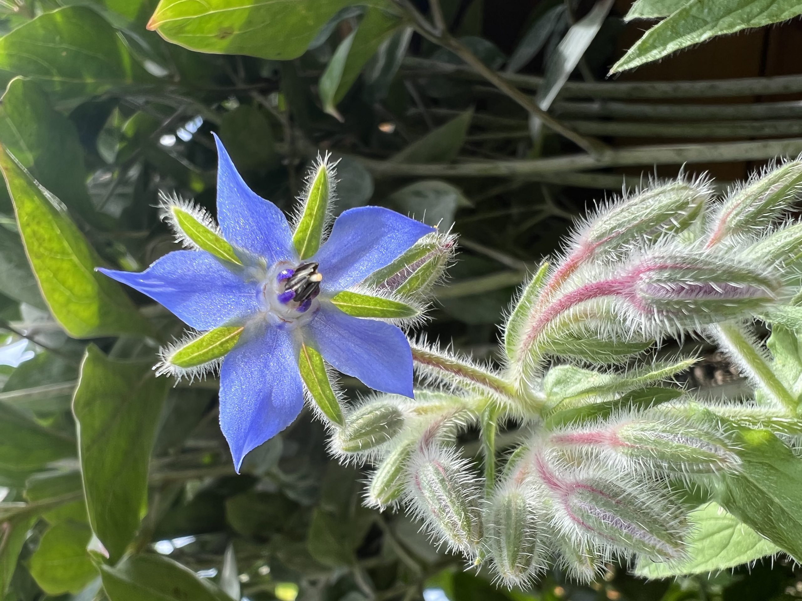 Borage