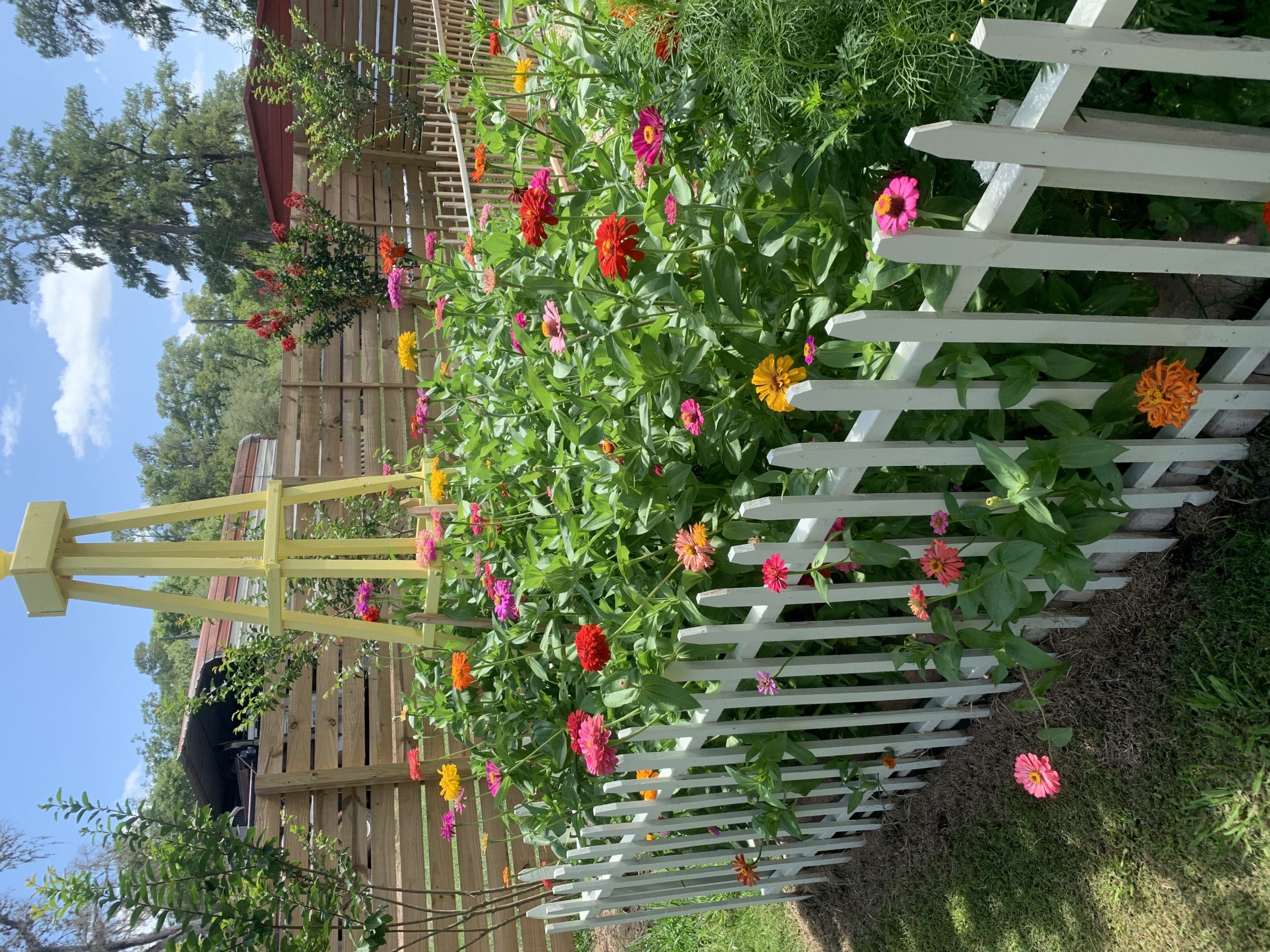 Cut flower zinnias