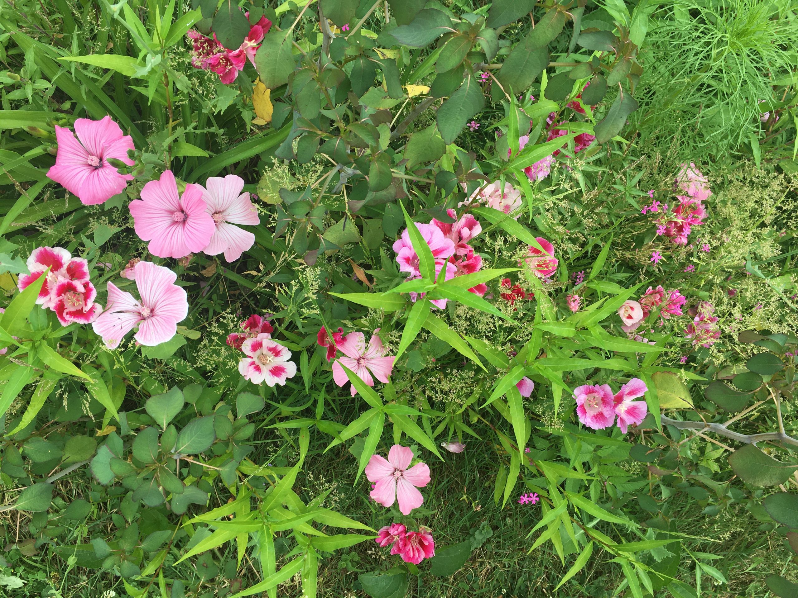 Wildflower mix