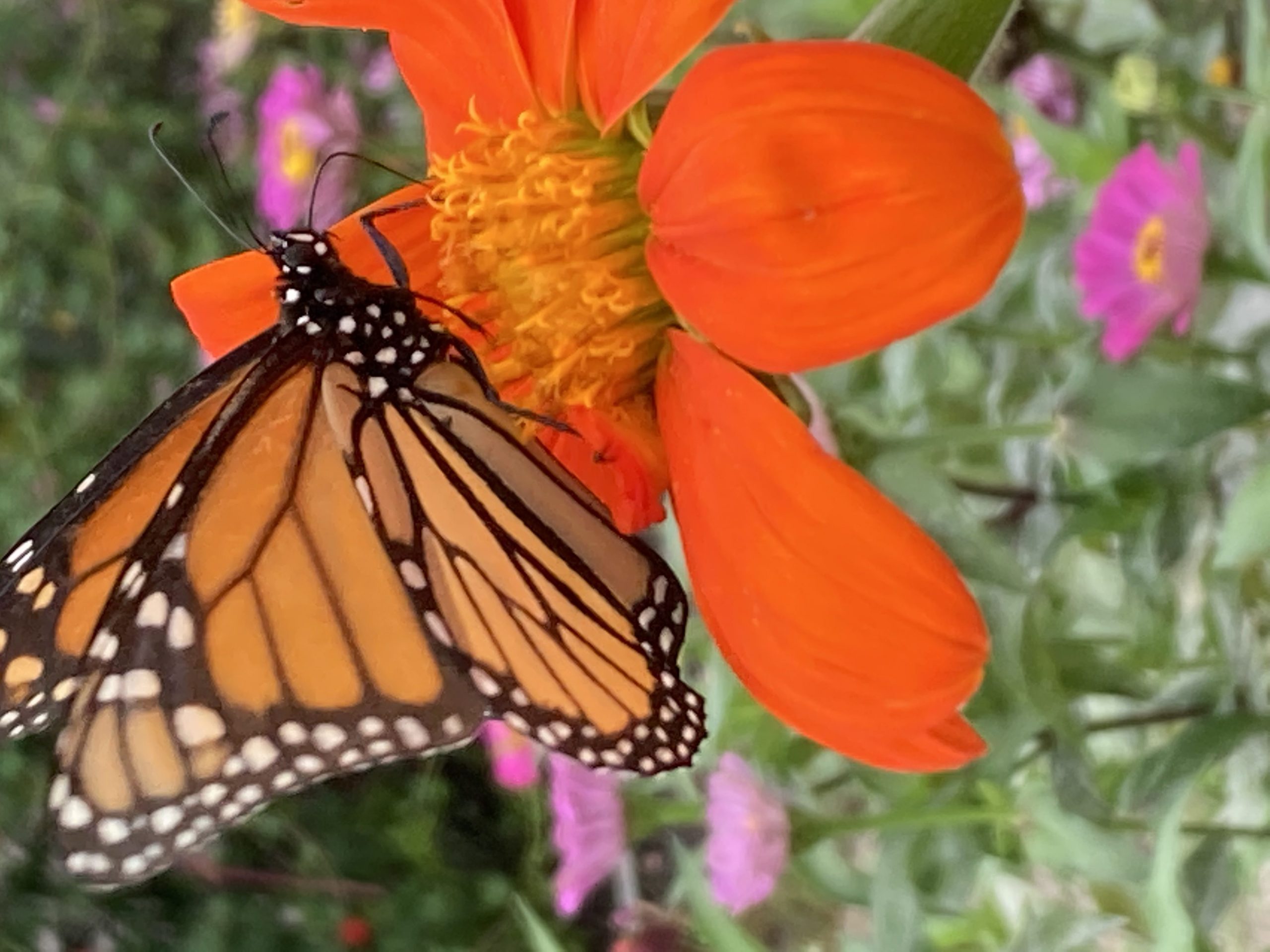 Mexican sunflower