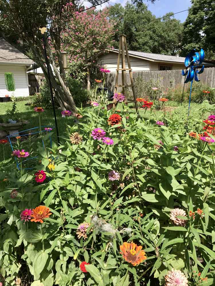 Eden brothers zinnias