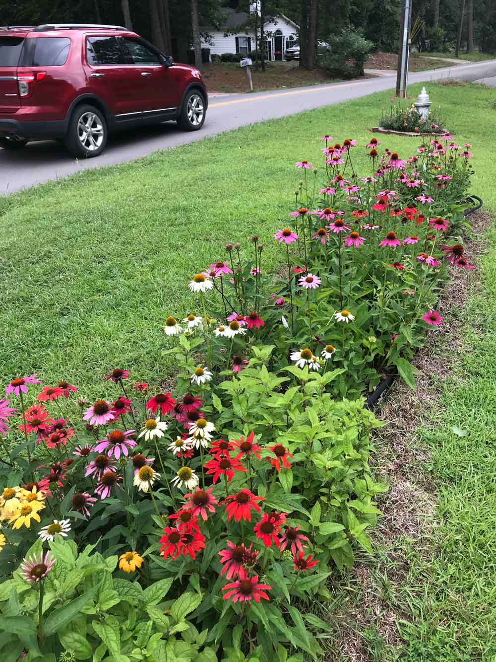 My Perennial Bed