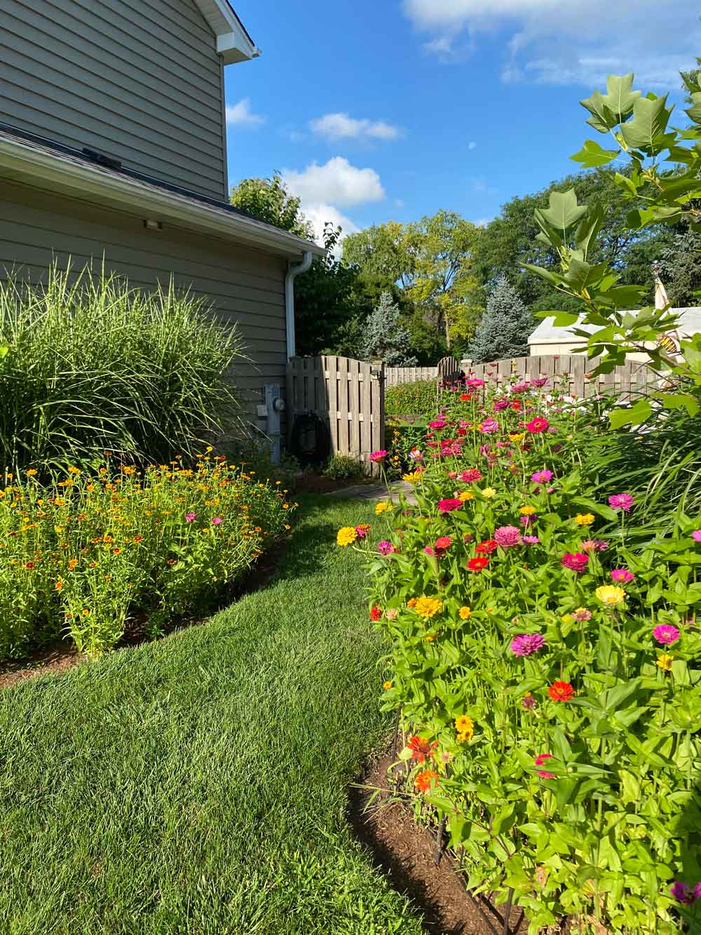 Zinnias in Bulk!