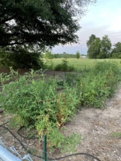 Tomato, stevia, and peppers.