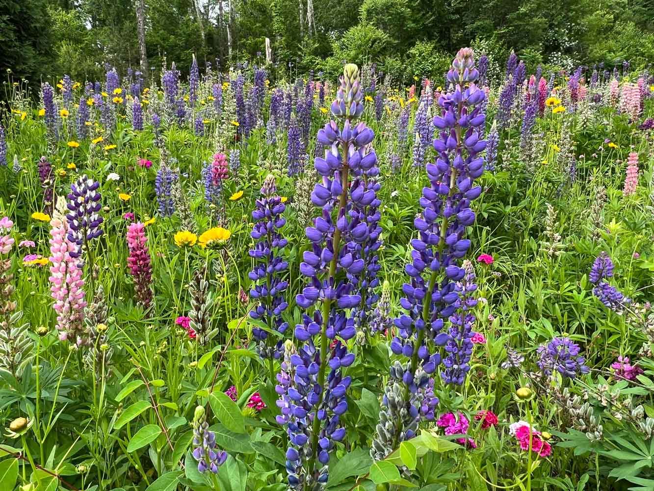 Endless summer wildflower field