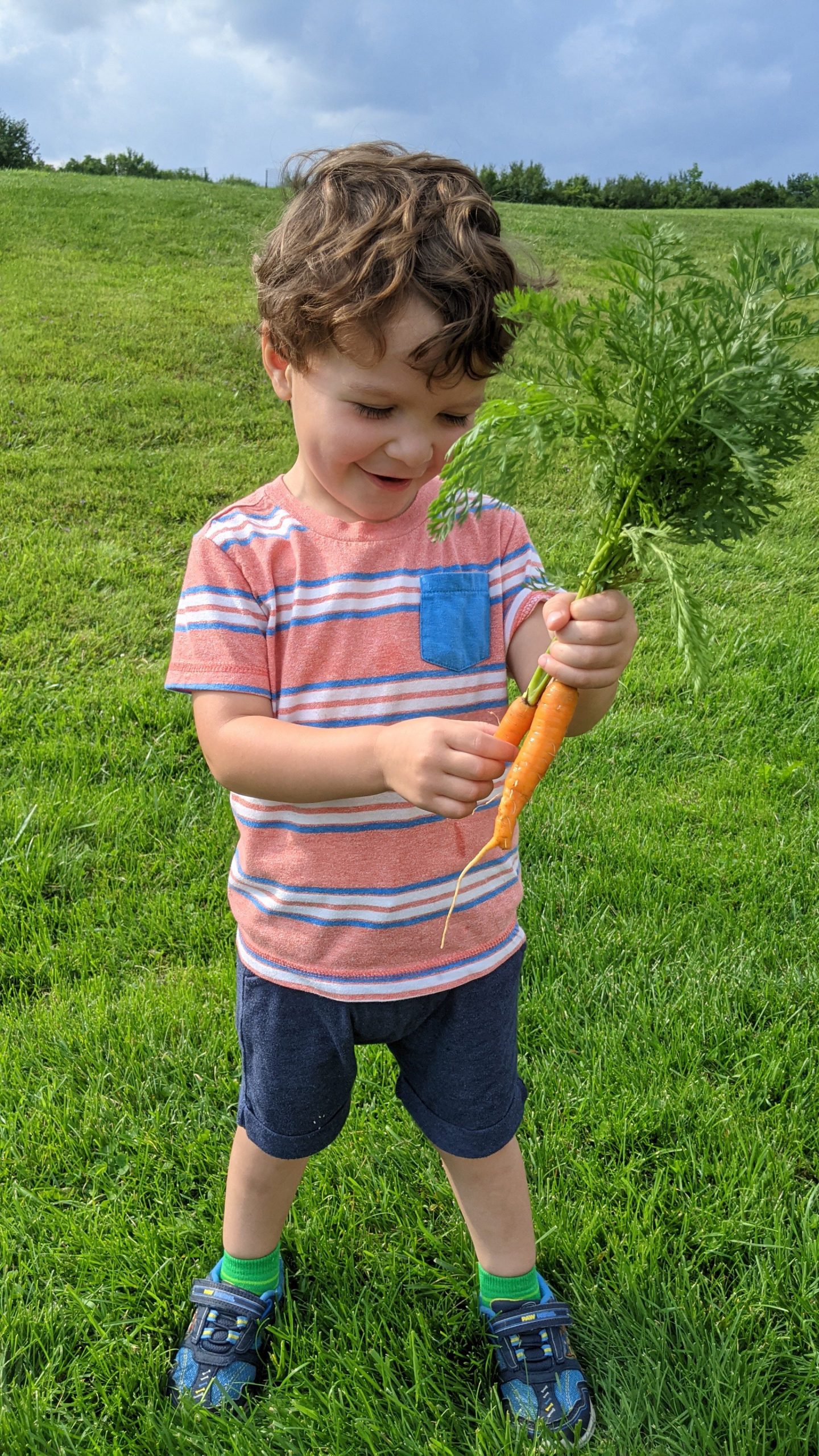 Carrots