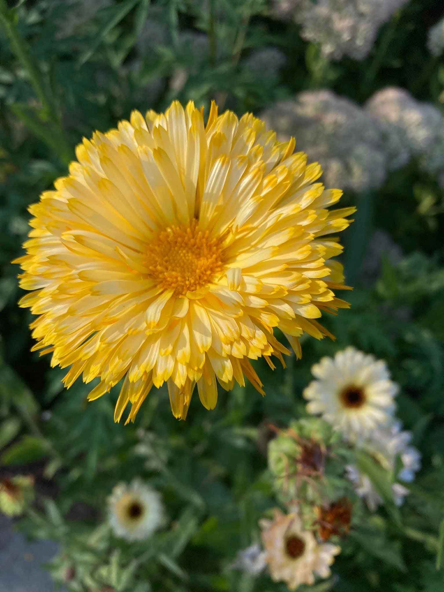 Calendula