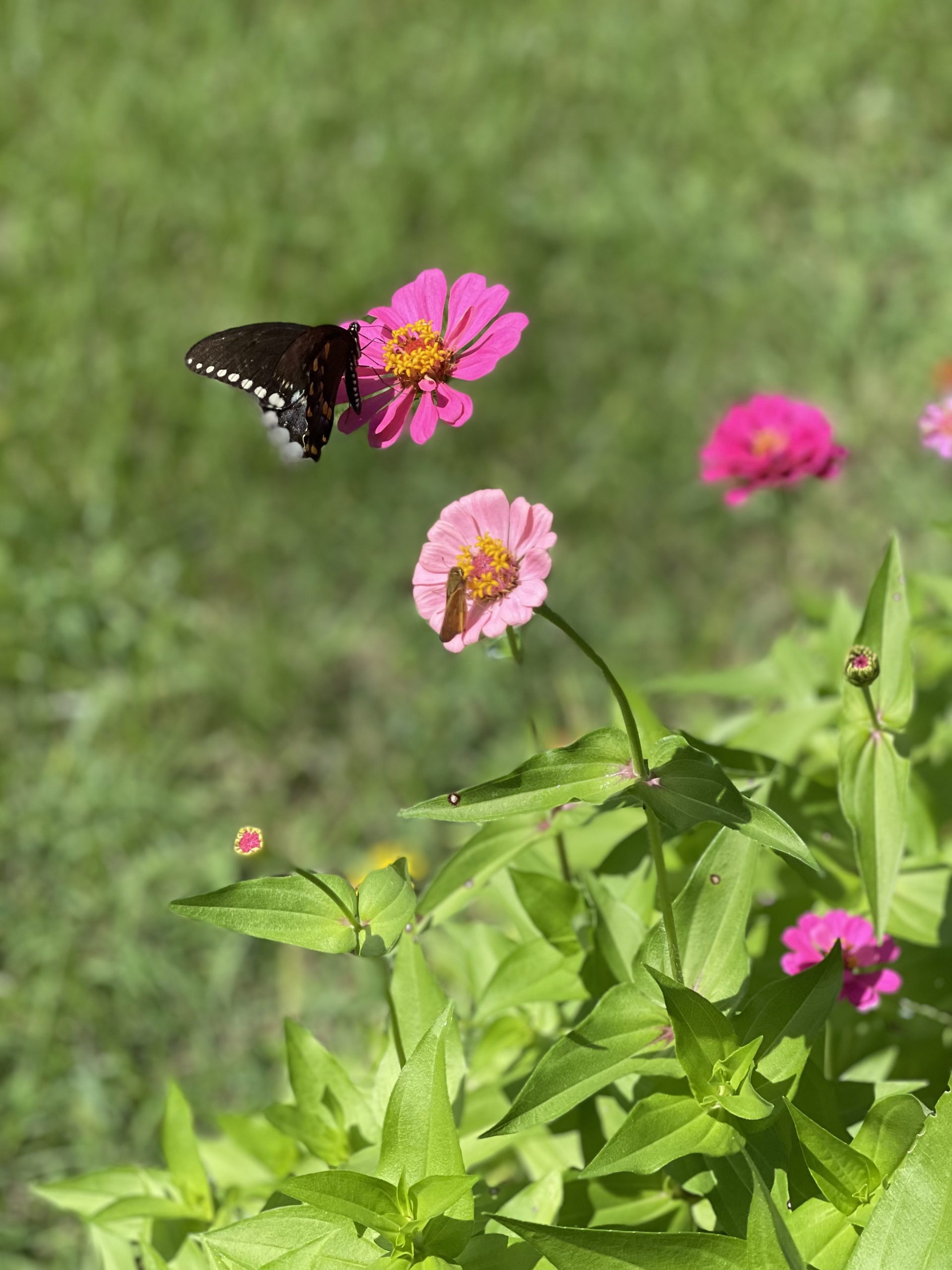 Feeling “zen” with my zinnias!