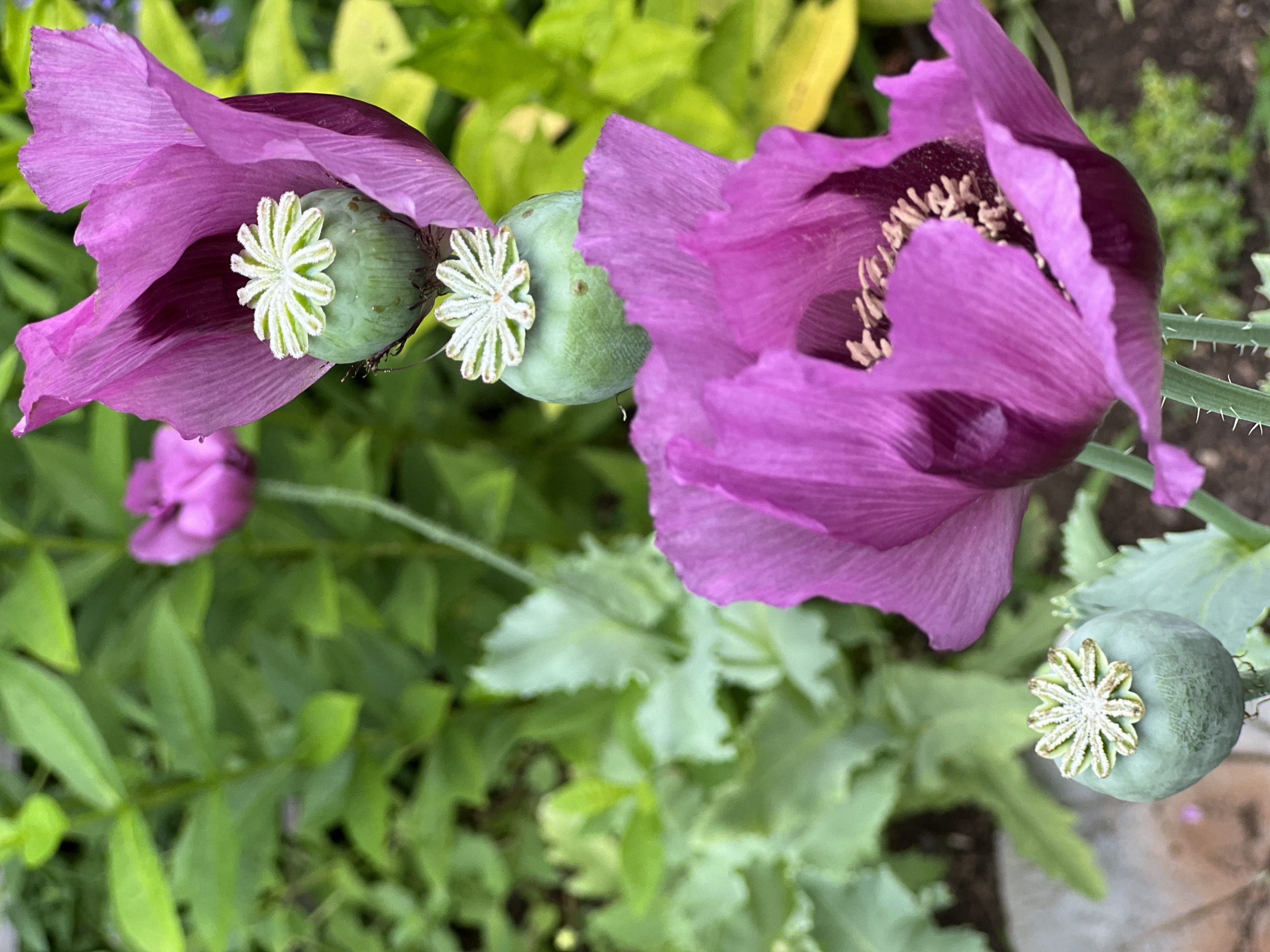 Poppies