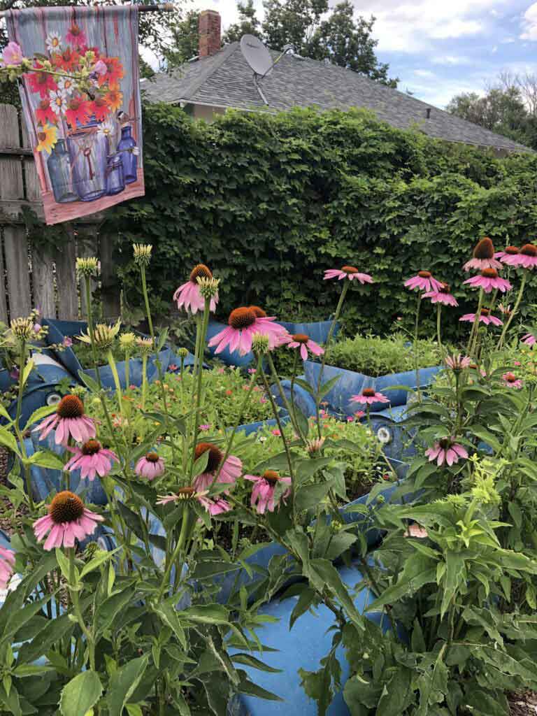 Purple cone flowers