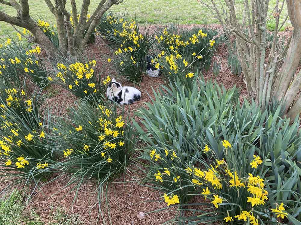 Daffodil Kitties