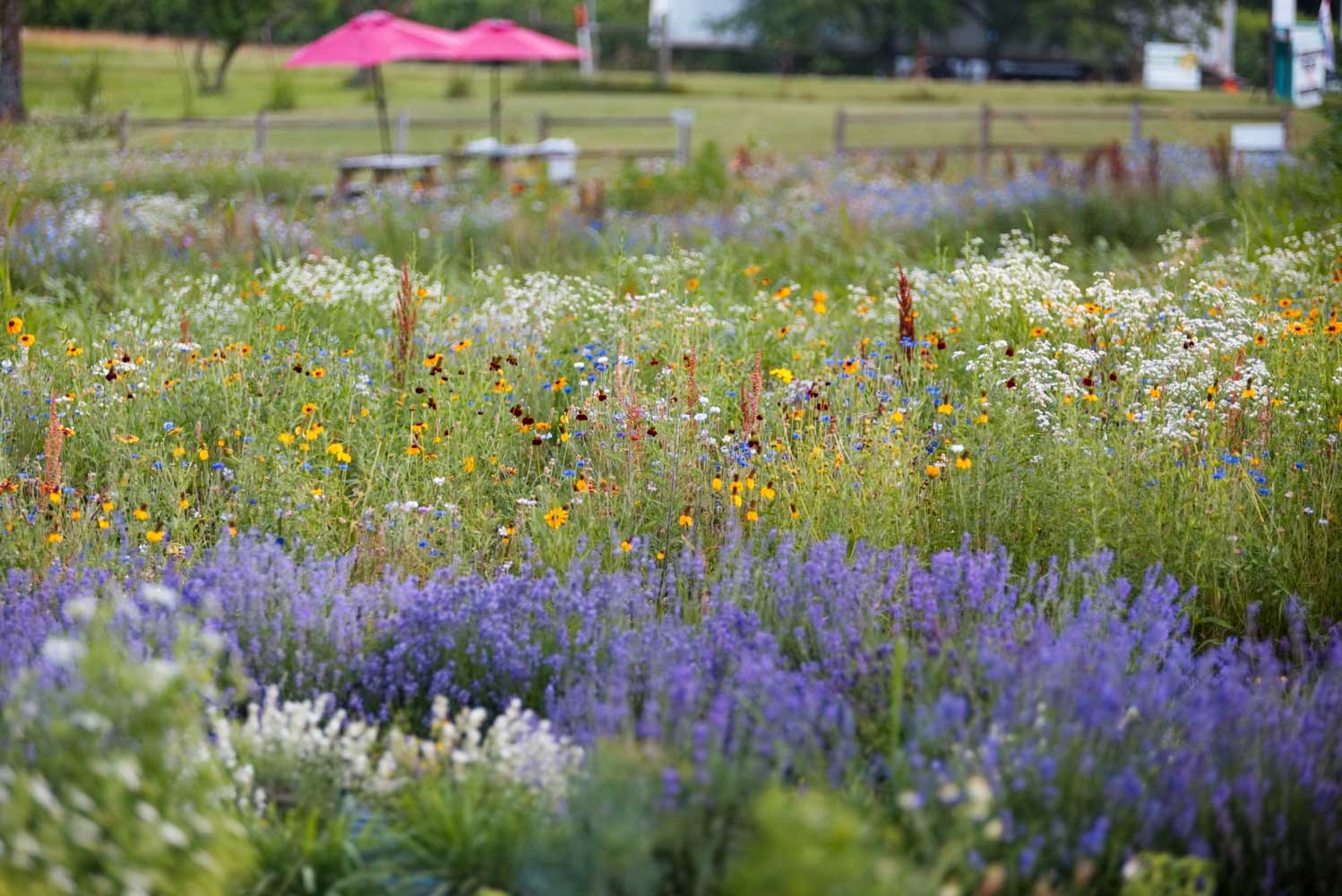 Our Wildflower field