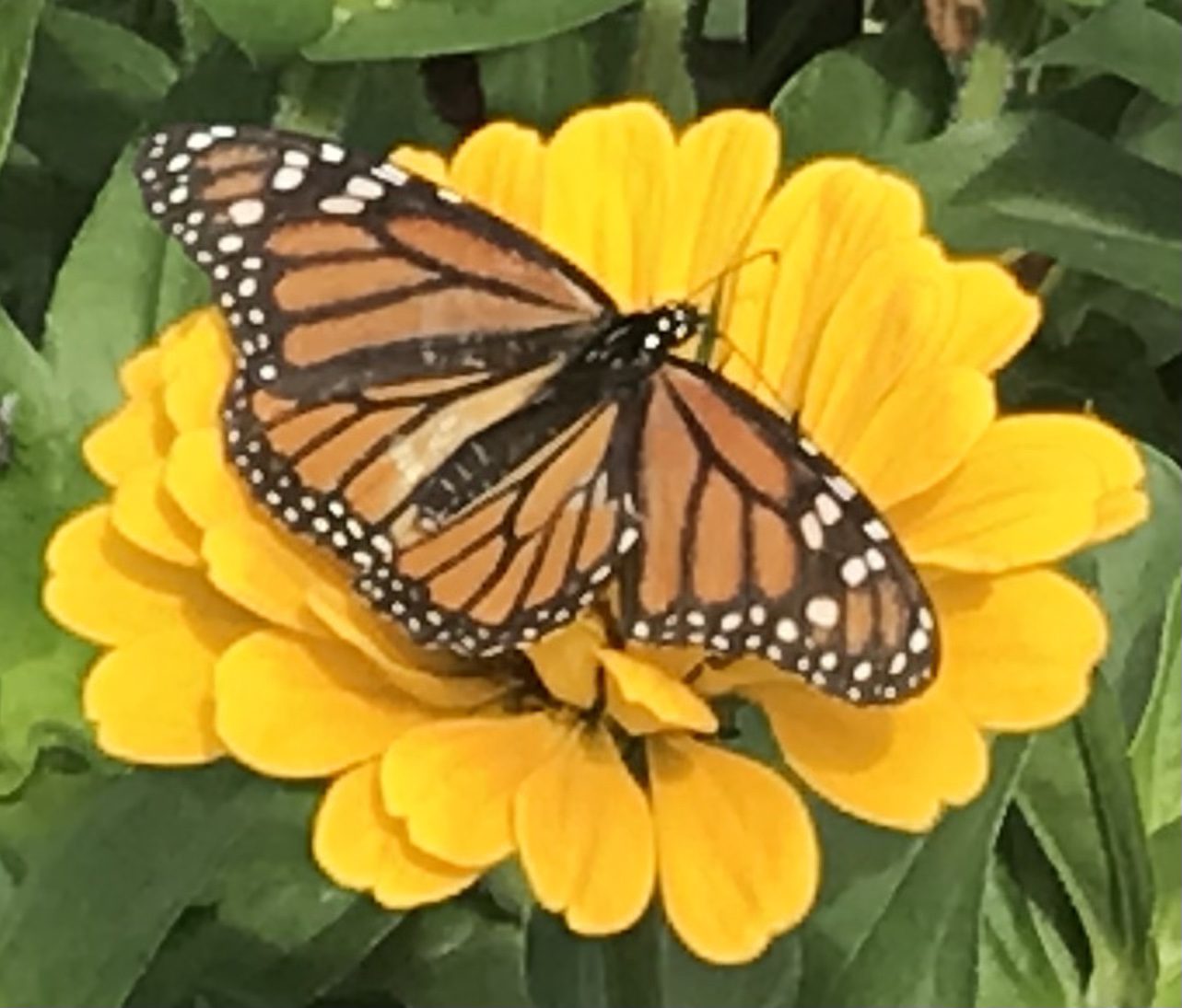 My butterfly zinnia garden