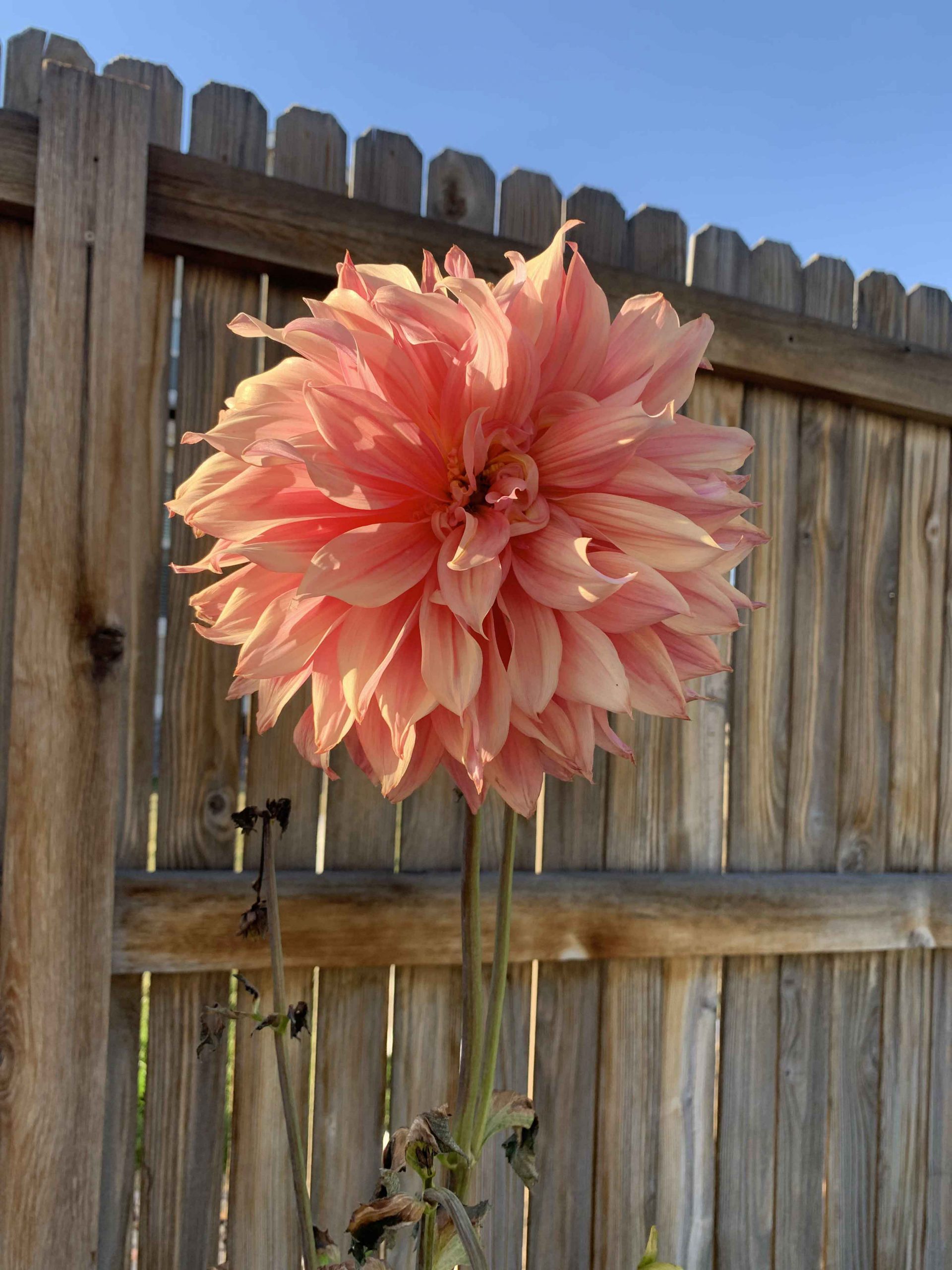 My very first Dahlia!