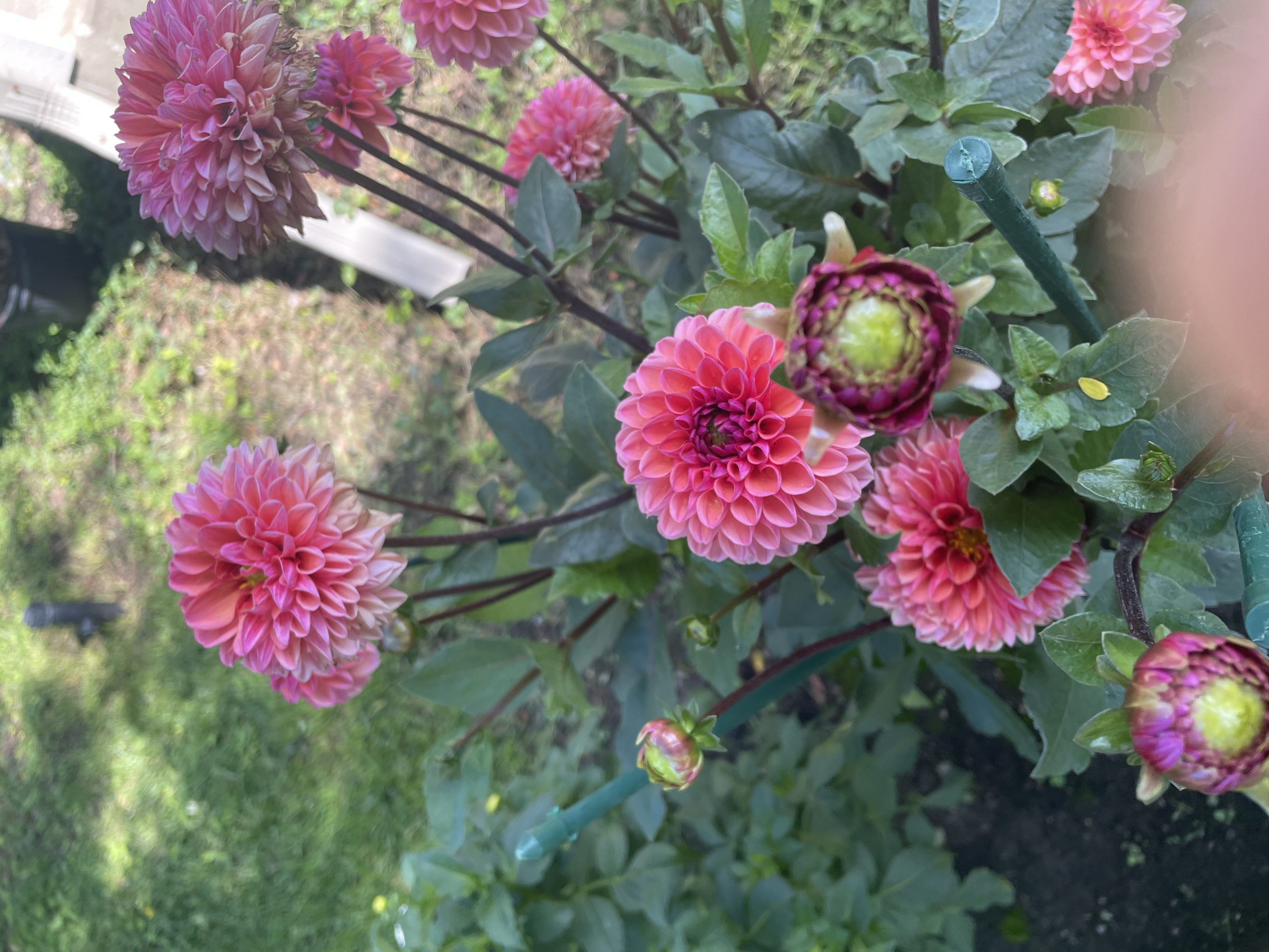 Adrienne’s Dahlia’s