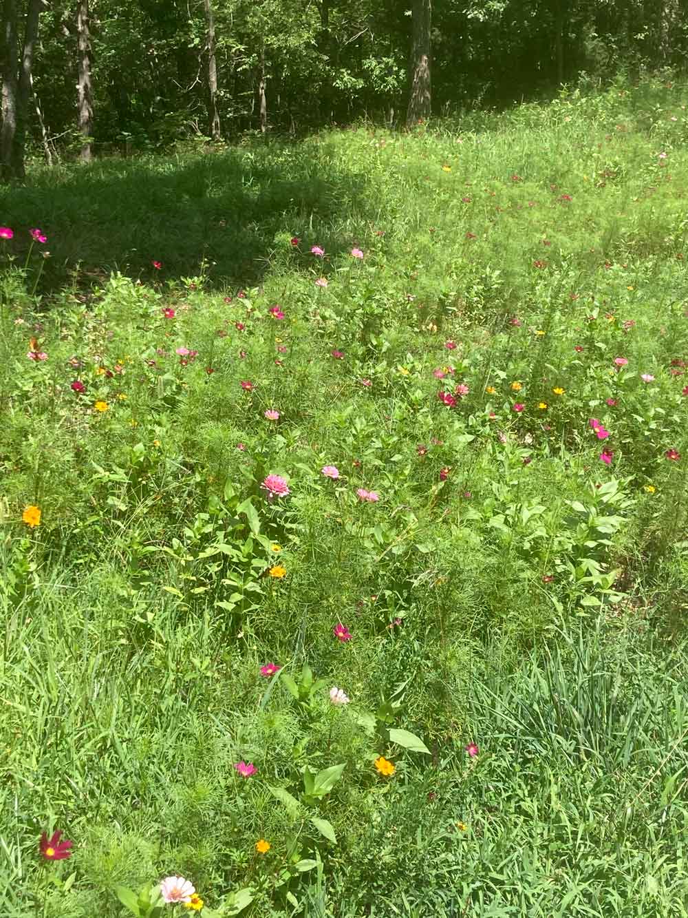 Wildflowers