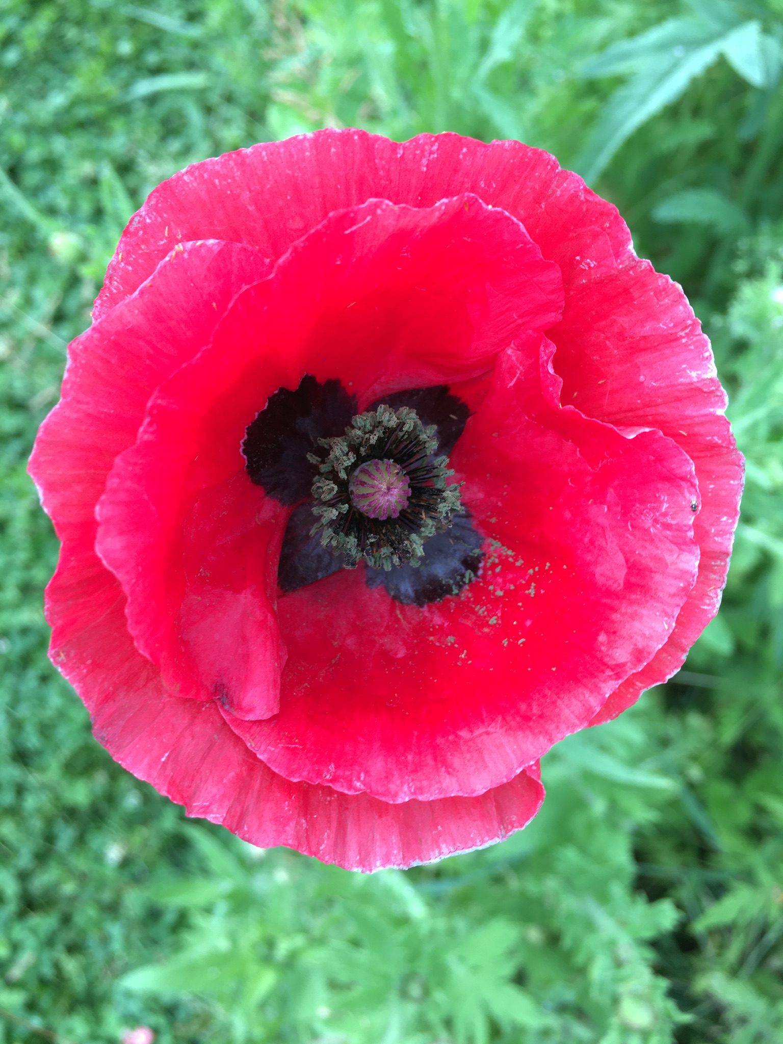 Perfectly Pretty Poppy