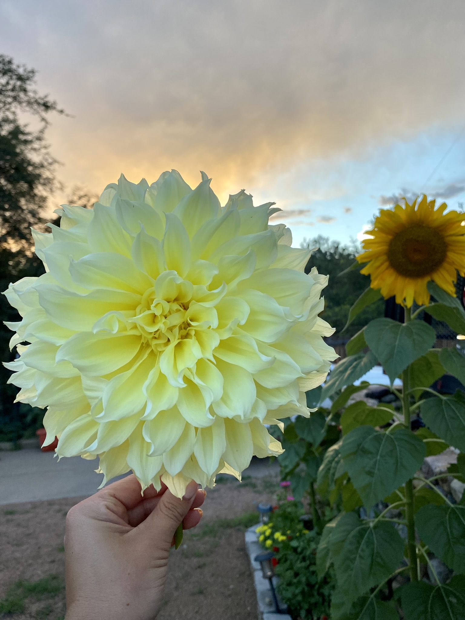 Sunflower Vs. Dahlia