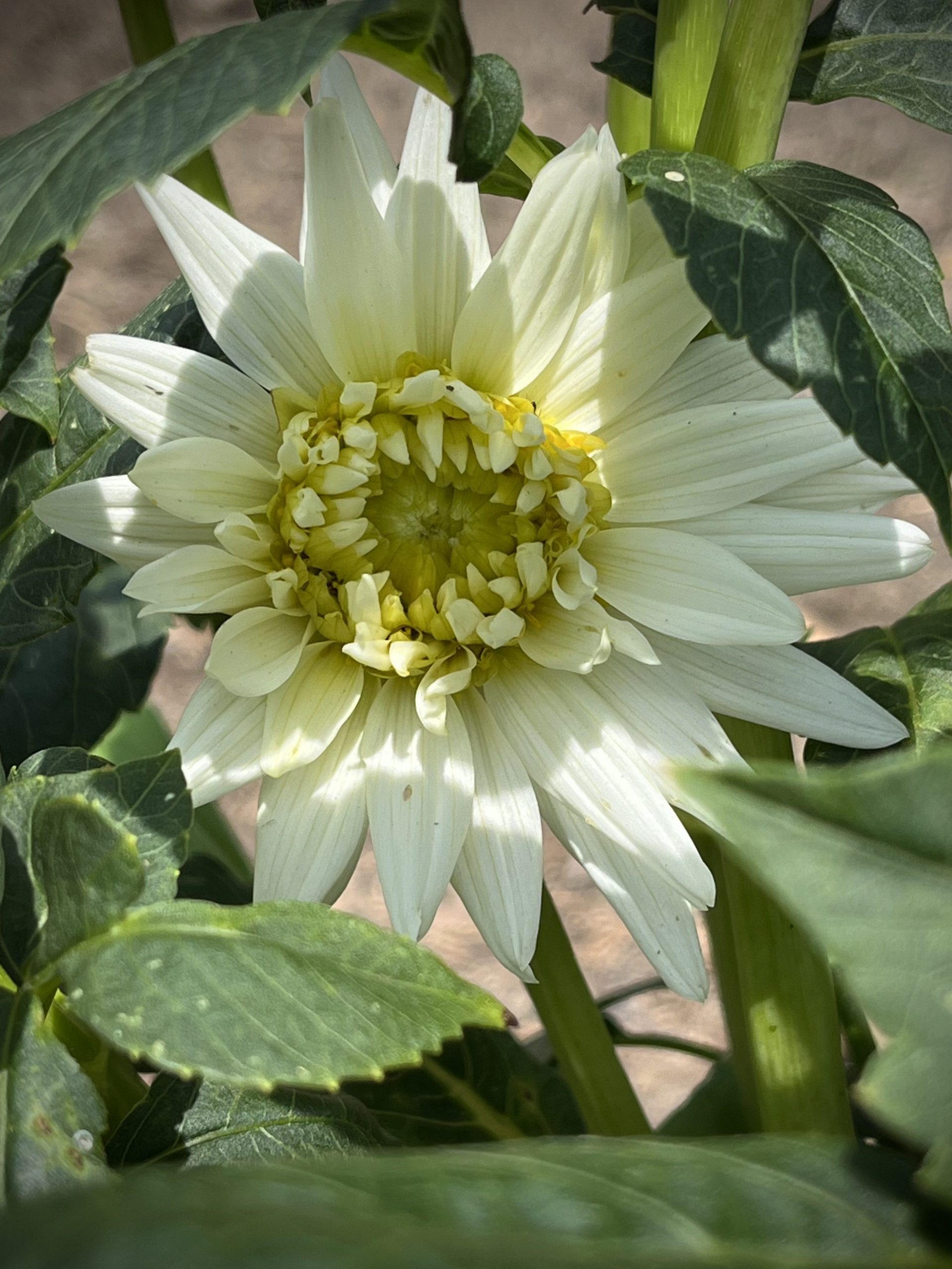 Fleurel Dahlia in early June