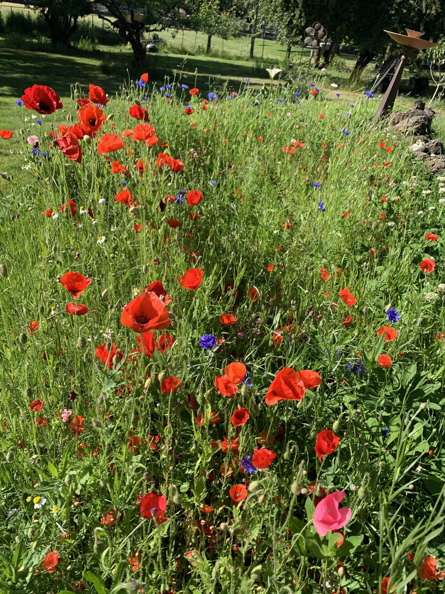 Poppy flowers