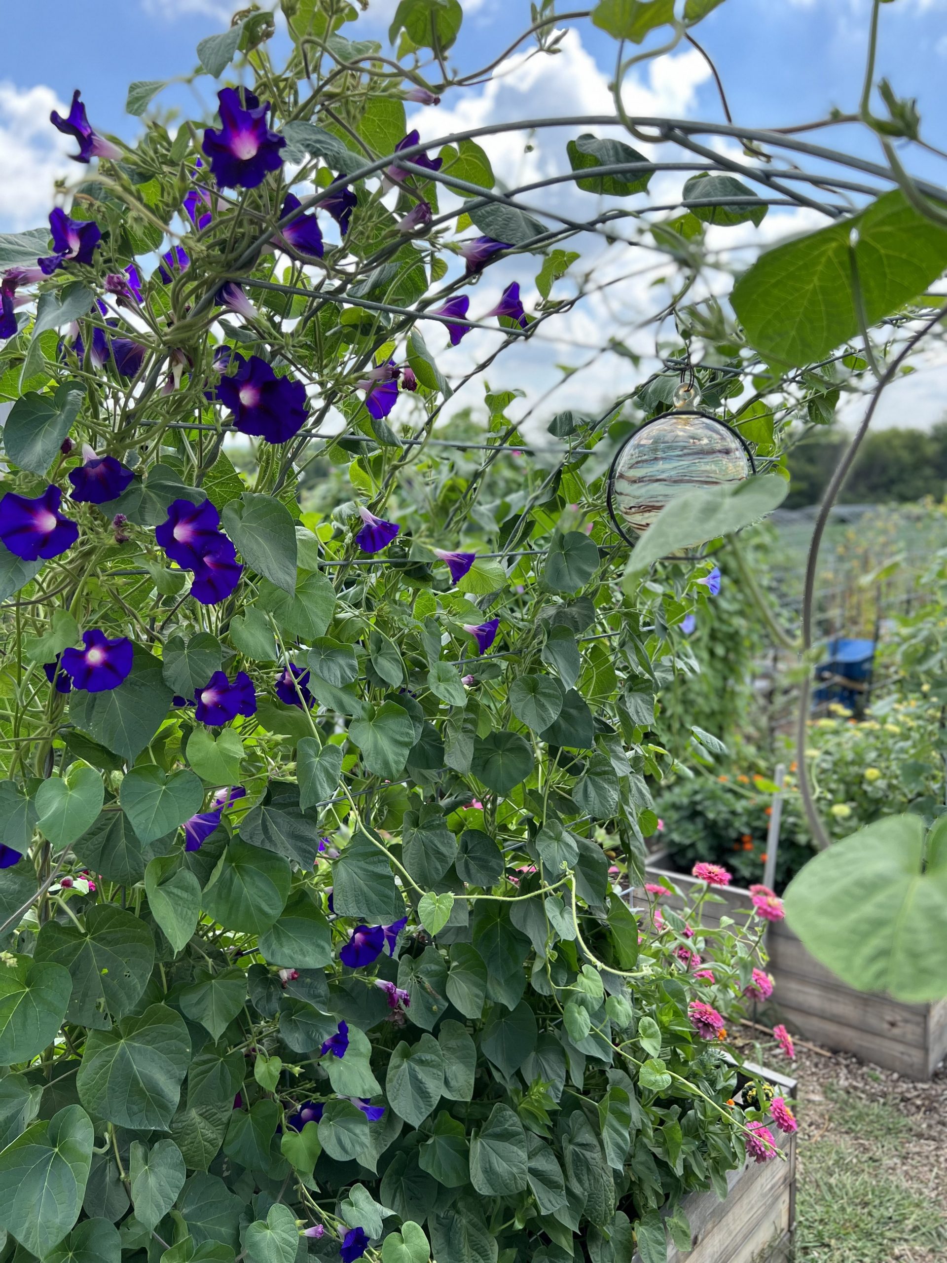 Arch Trellis Morning Glories