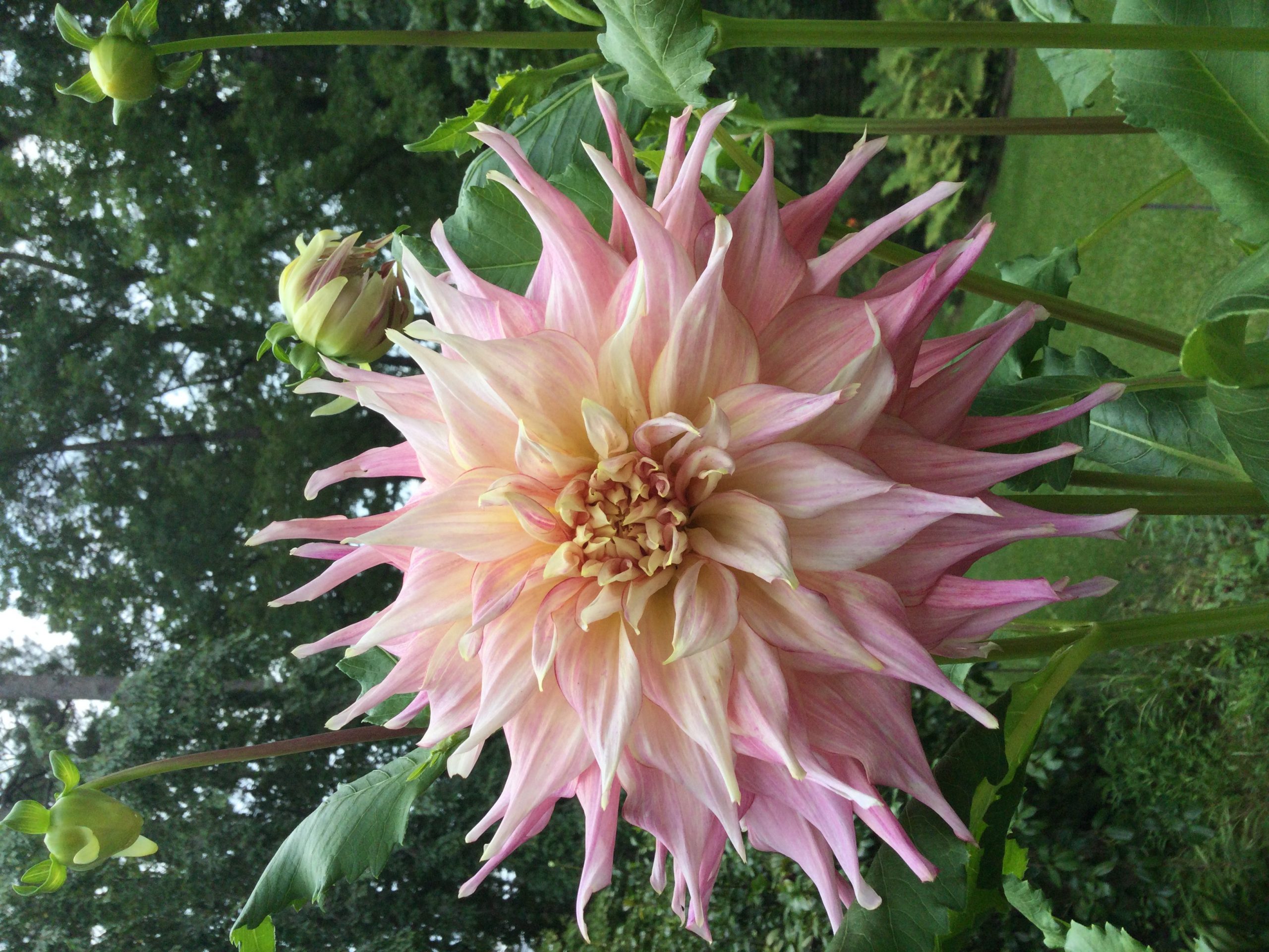 Watermelon dahlia queen of the garden