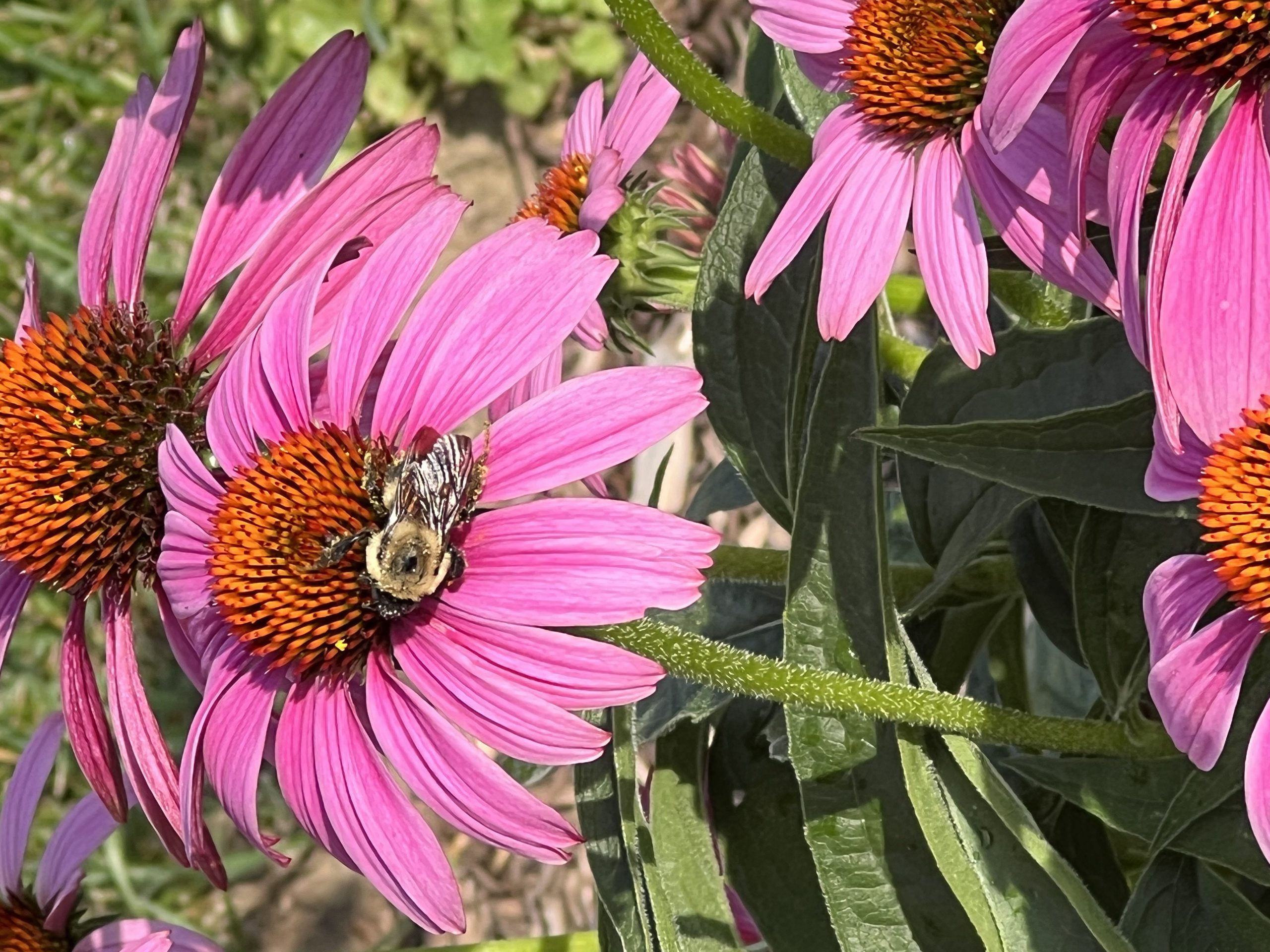 Bees loving my Echinacea!