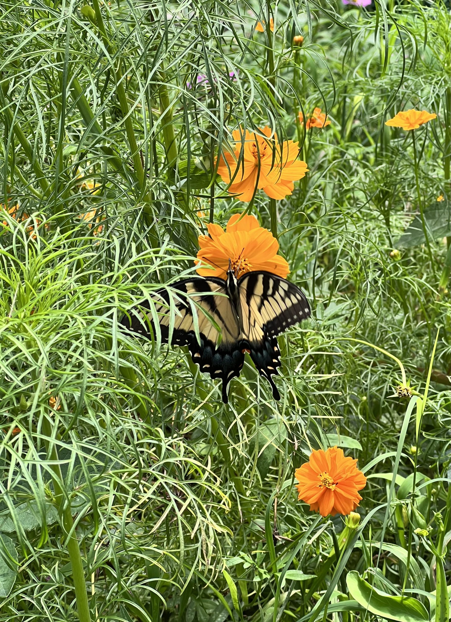 Butterfly visiting my cosmos