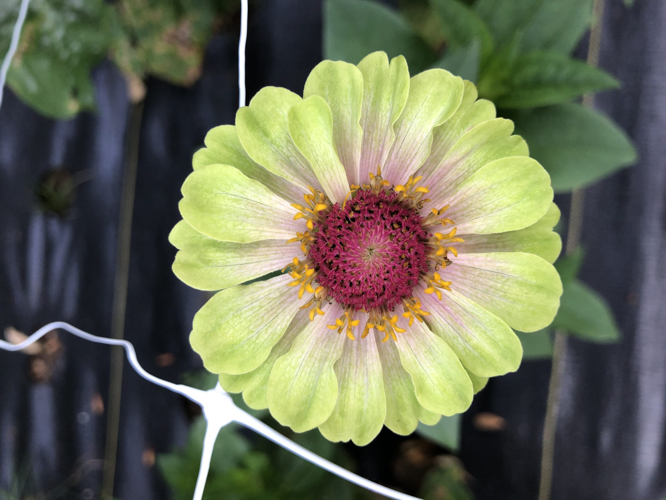 A single Queen Lime Zinnia