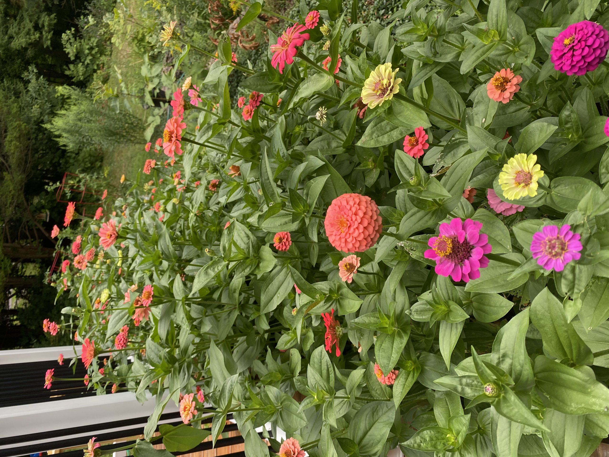 Zinnia hedgerow